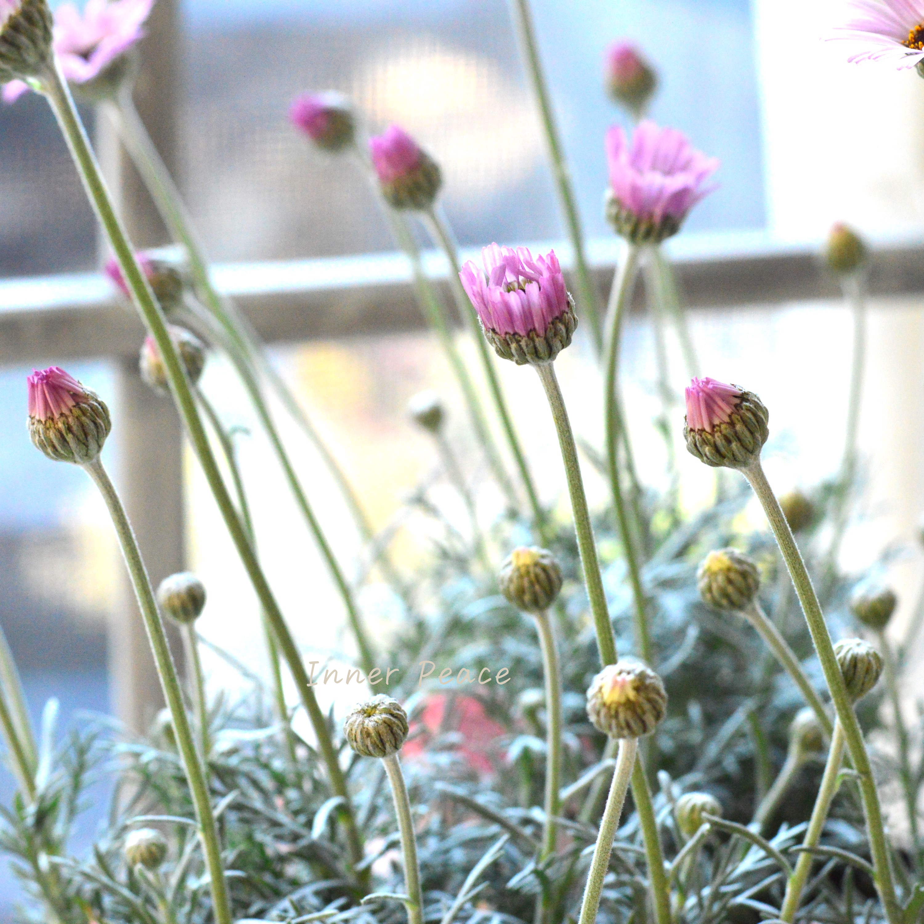 【大人かわいい】 ローダンセマム 『エルフピンク』 3.5寸ロングPOT