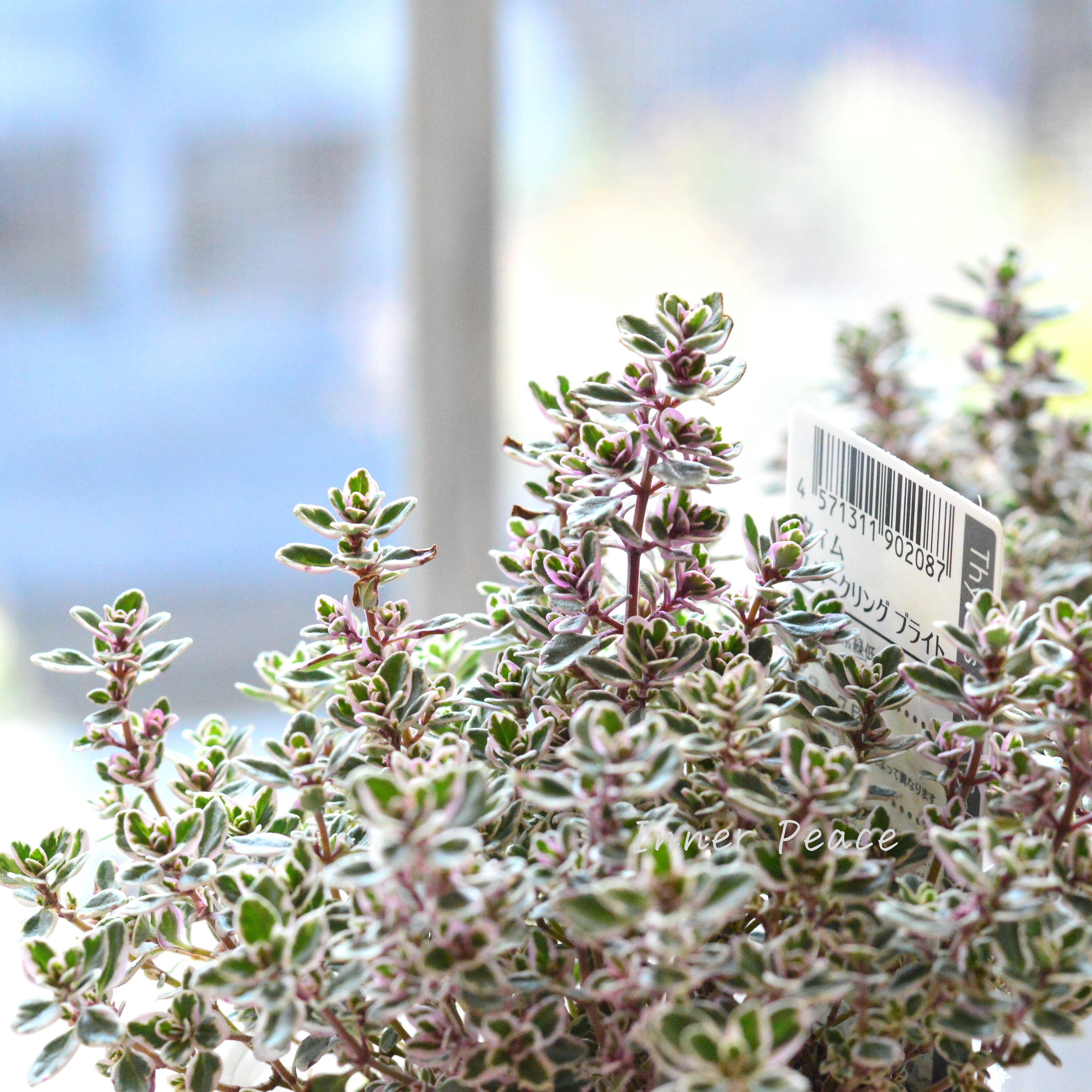 【寄せ植えに】 タイム 『スパークリング ブライト』 2.5寸ロングPOT