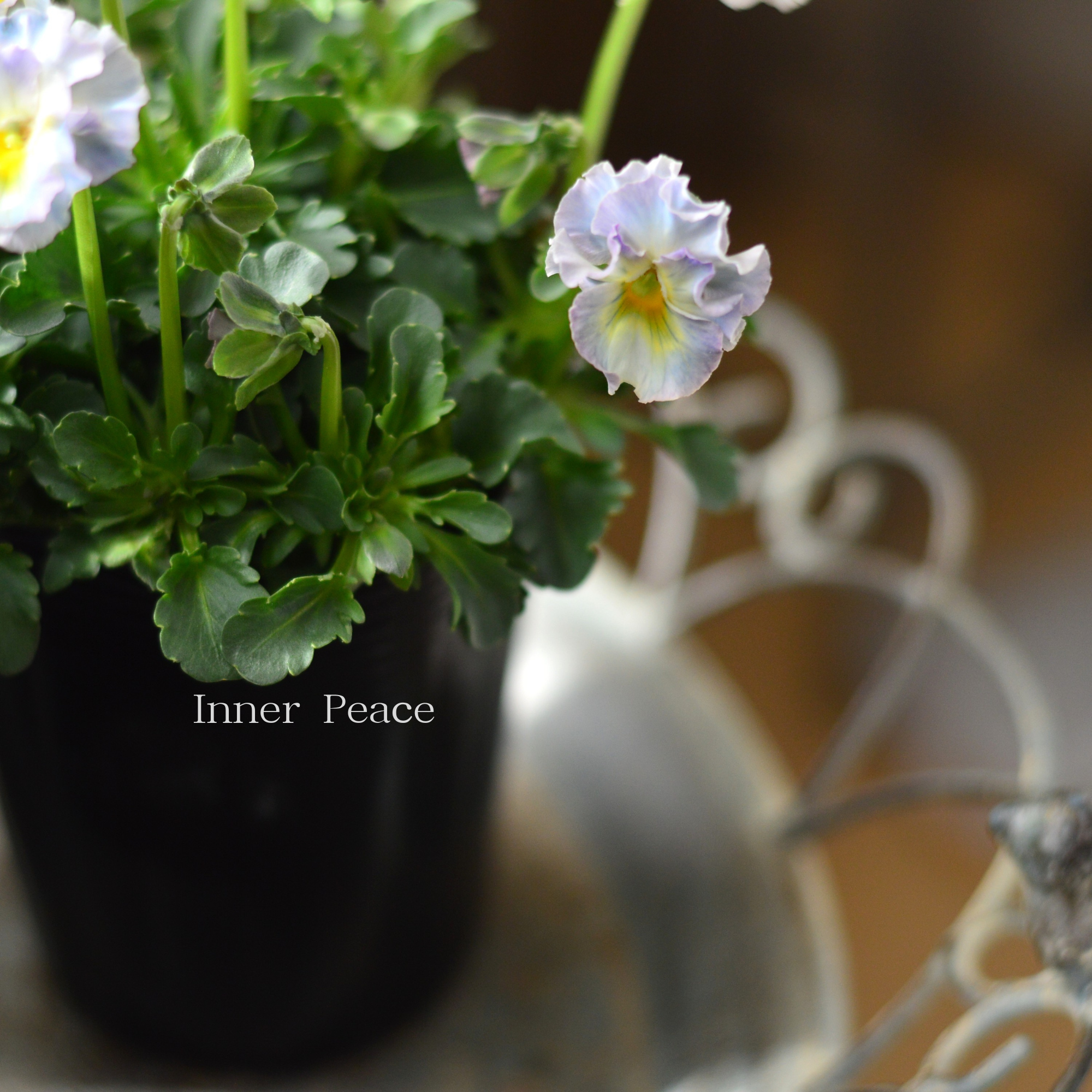 【ハルグリンさん】 ビオラ 『プティフール・ペルル 4番』 3寸POT