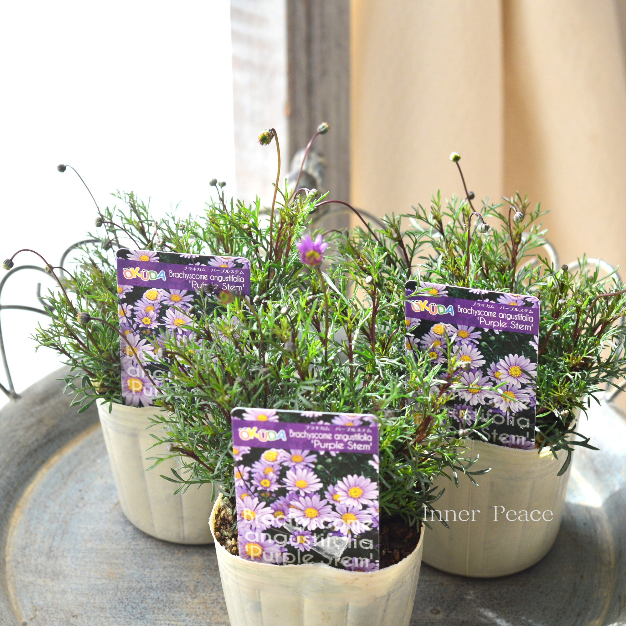 【四季咲き】 ブラキカム 『パープルステム』 3寸ロングPOT