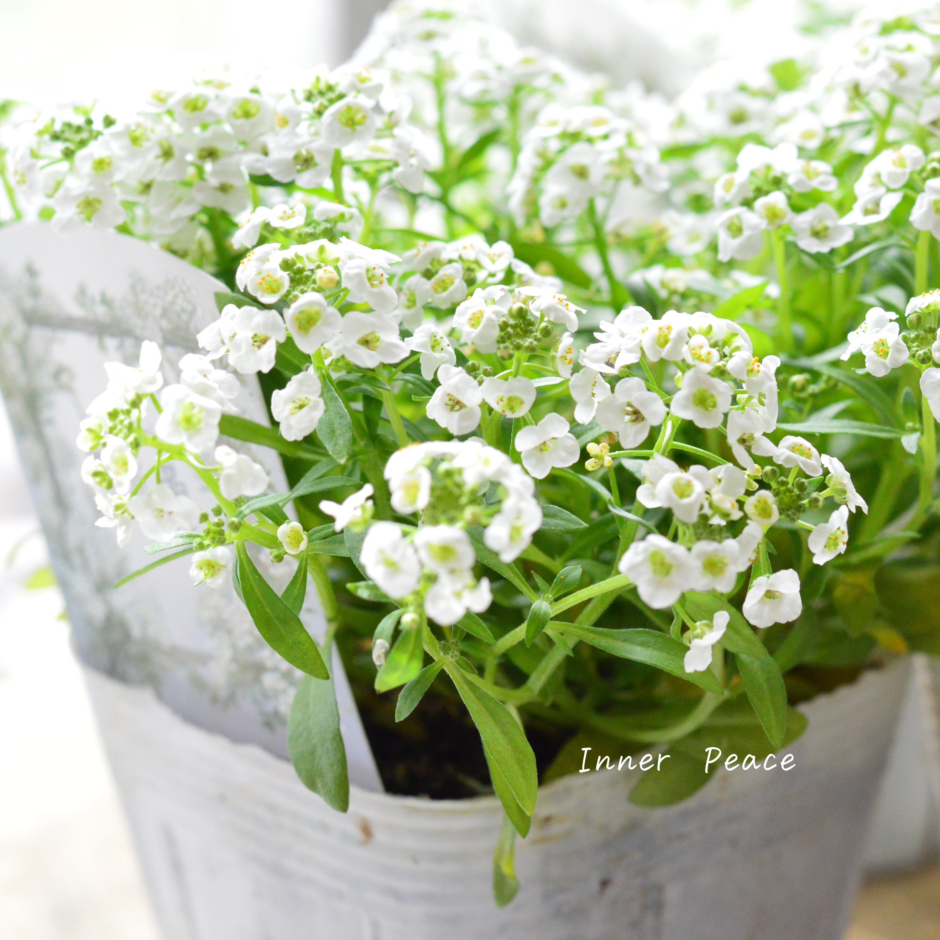 【大輪】 スイートアリッサム 『雪水晶』 3.5寸POT