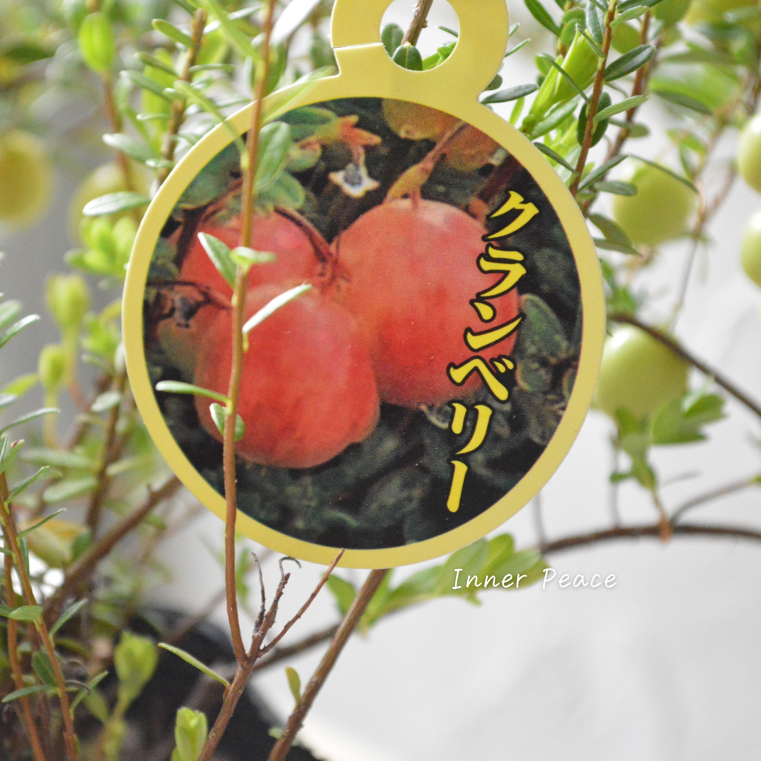 【かわいい】 クランベリー 『和名:つるこけもも』 3.5寸POT