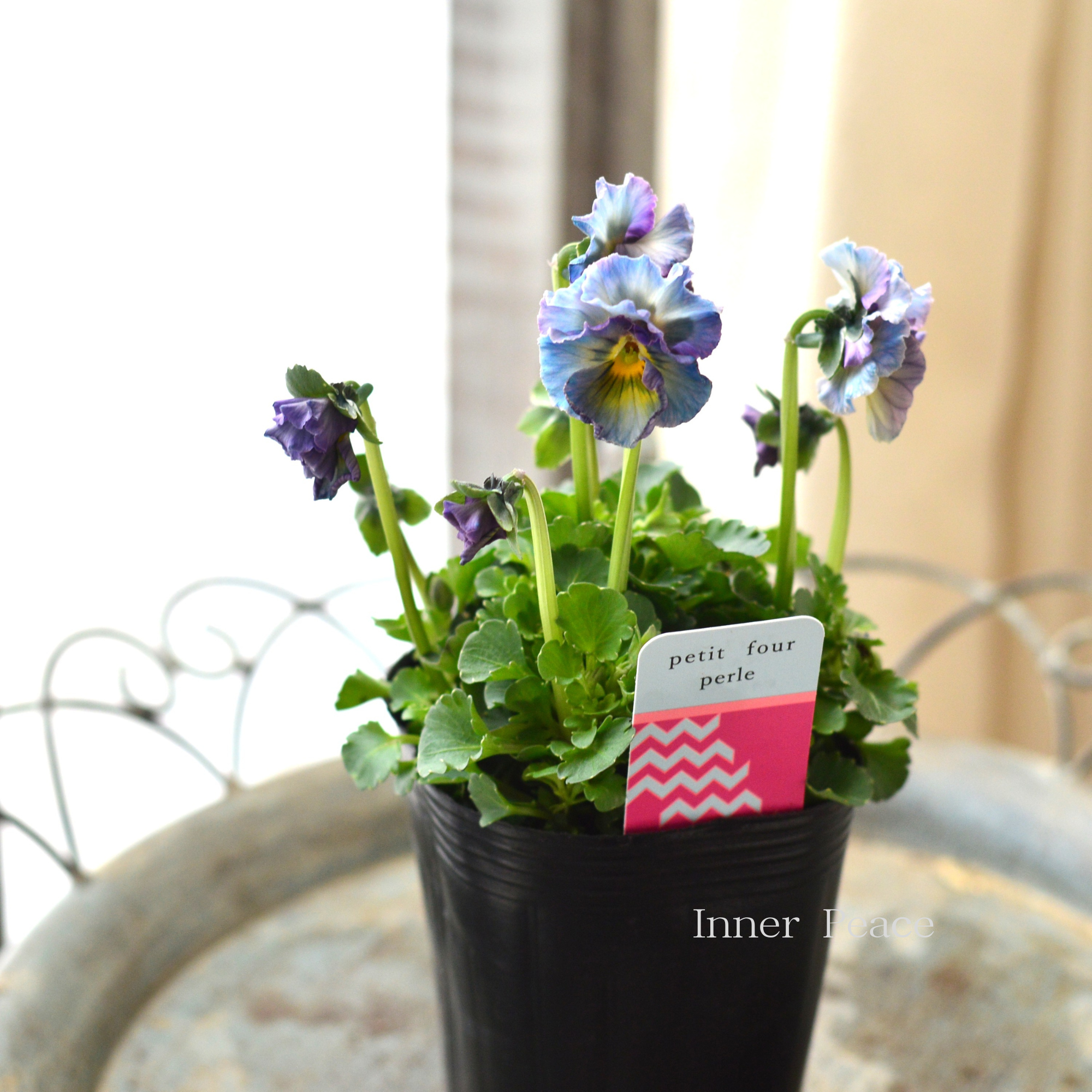 【ハルグリンさん】 ビオラ 『プティフール・ペルル 1番』 3寸POT