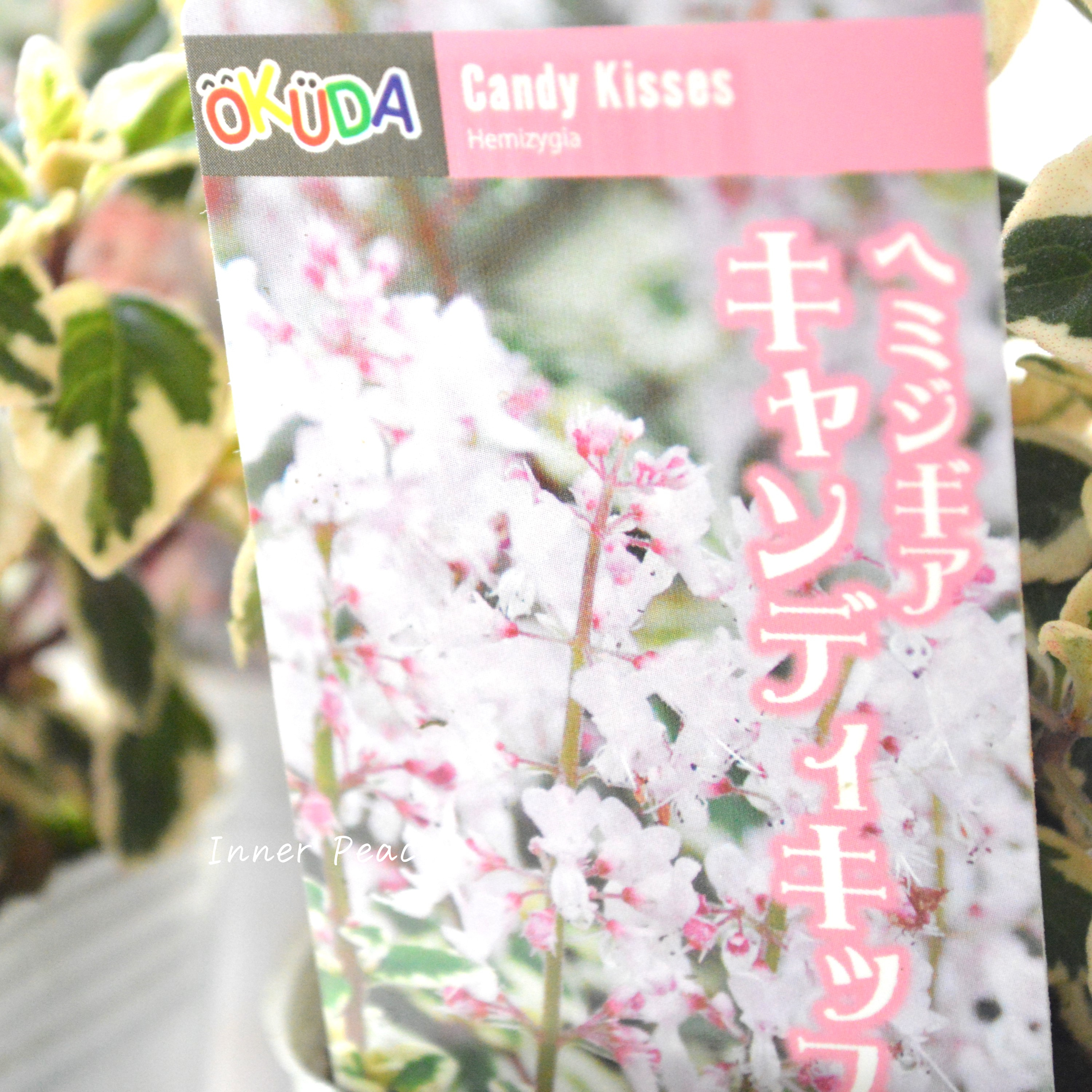 【斑入り】 ヘミジキア 『キャンディキッス』 3寸POT