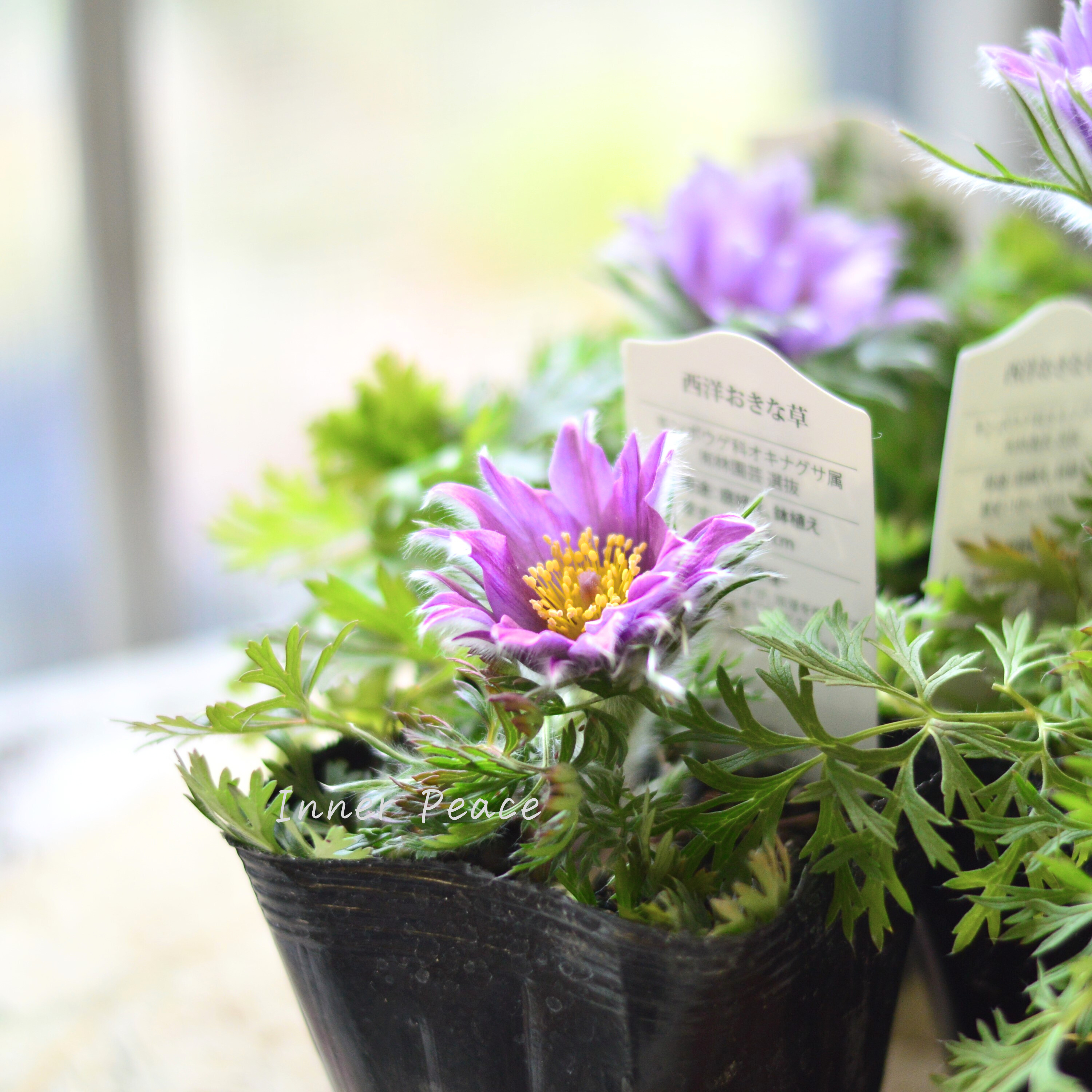 【美しい】 西洋オキナグサ 『プルサティラ ブルガリス・ライトブルー』 3.5寸POT