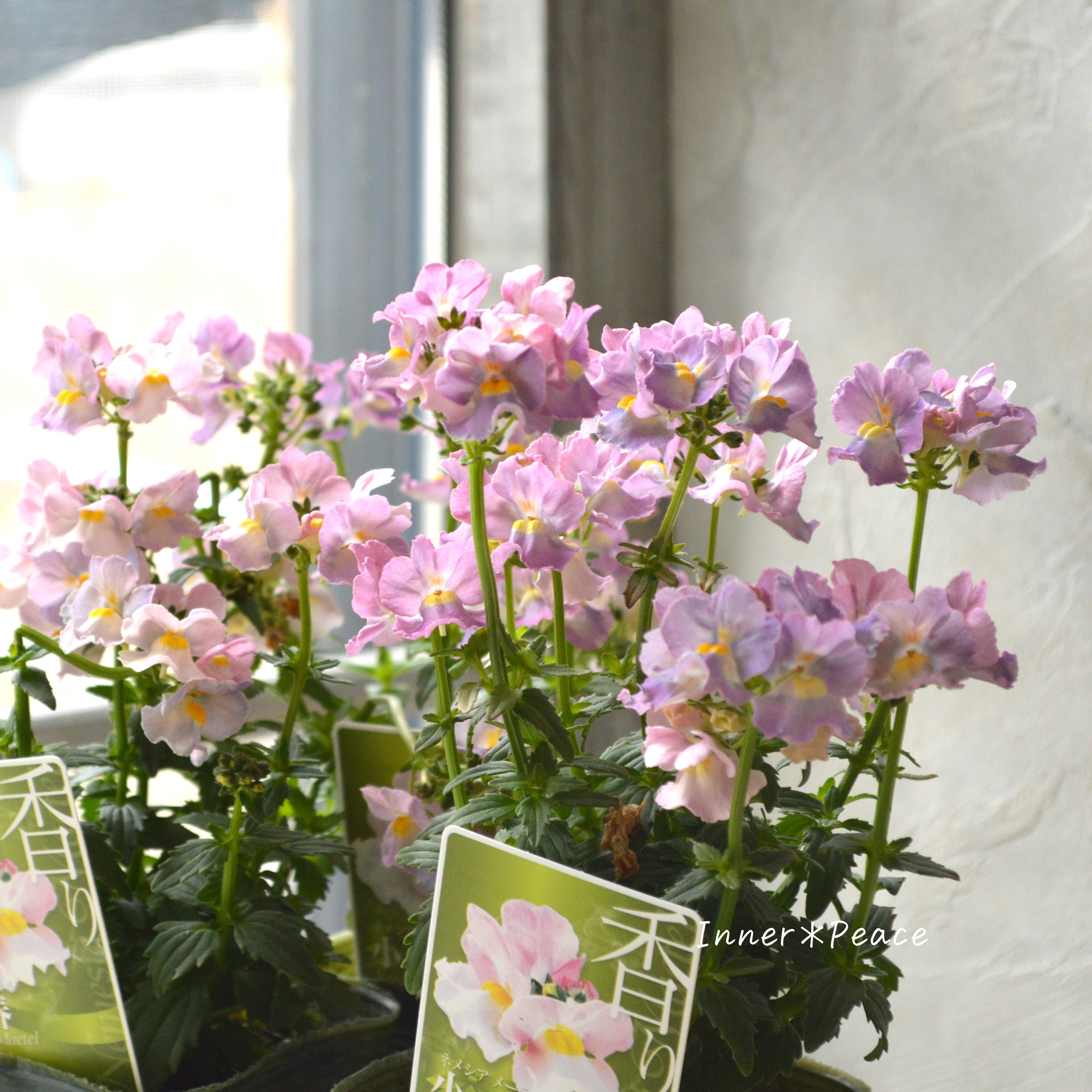 【ゲブラさん】Sale! ネメシア・メーテル 小春 3.5寸POT