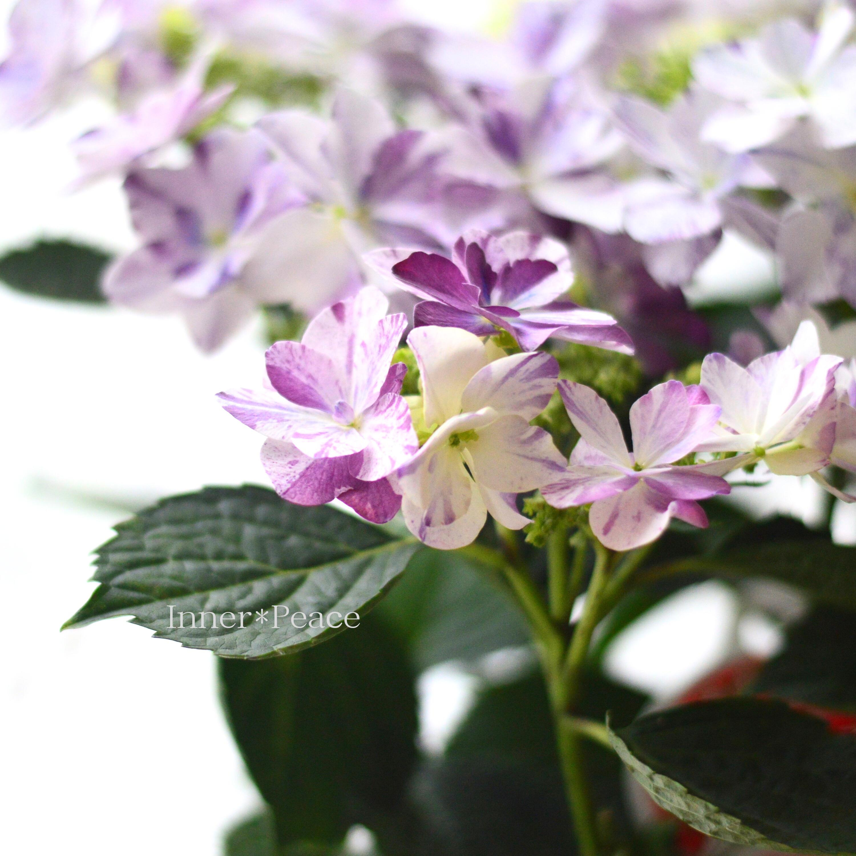 【美しい】 紫陽花 『衣純千織(イズミチオリ)・ブルー』 5号鉢