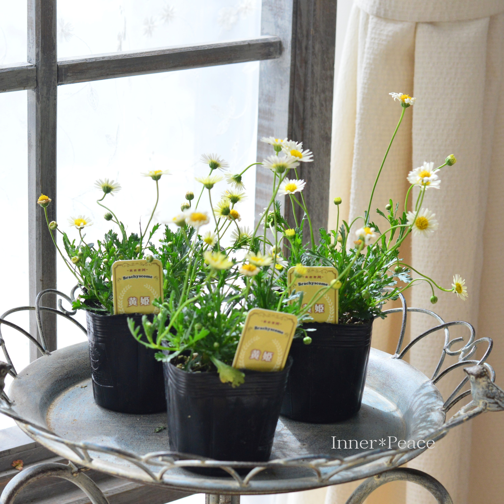 【かわいい】 ブラキカム 『黄姫』 3寸POT