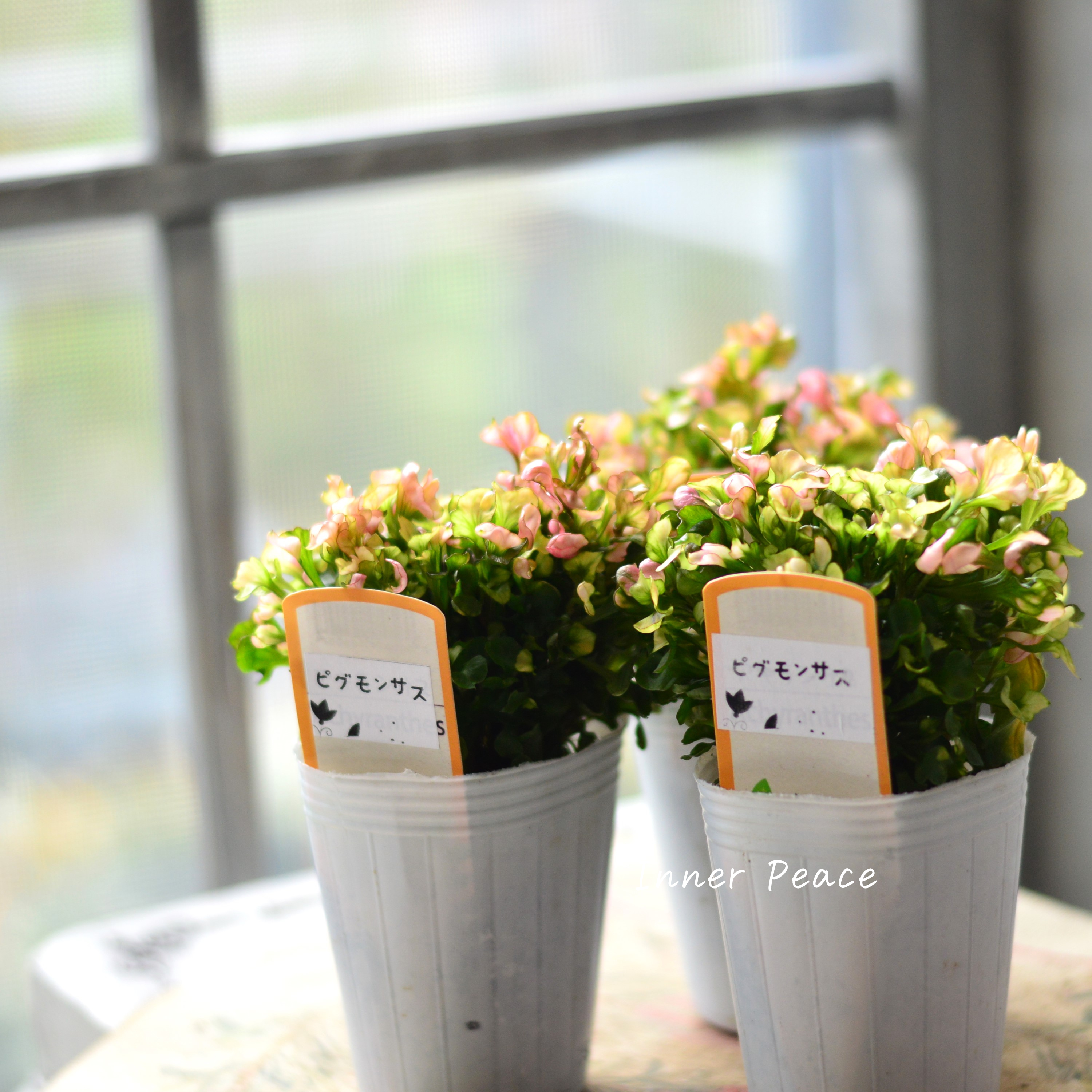 【秋色】アルテルナンテラ『ピグモンサス』 2.5寸POT