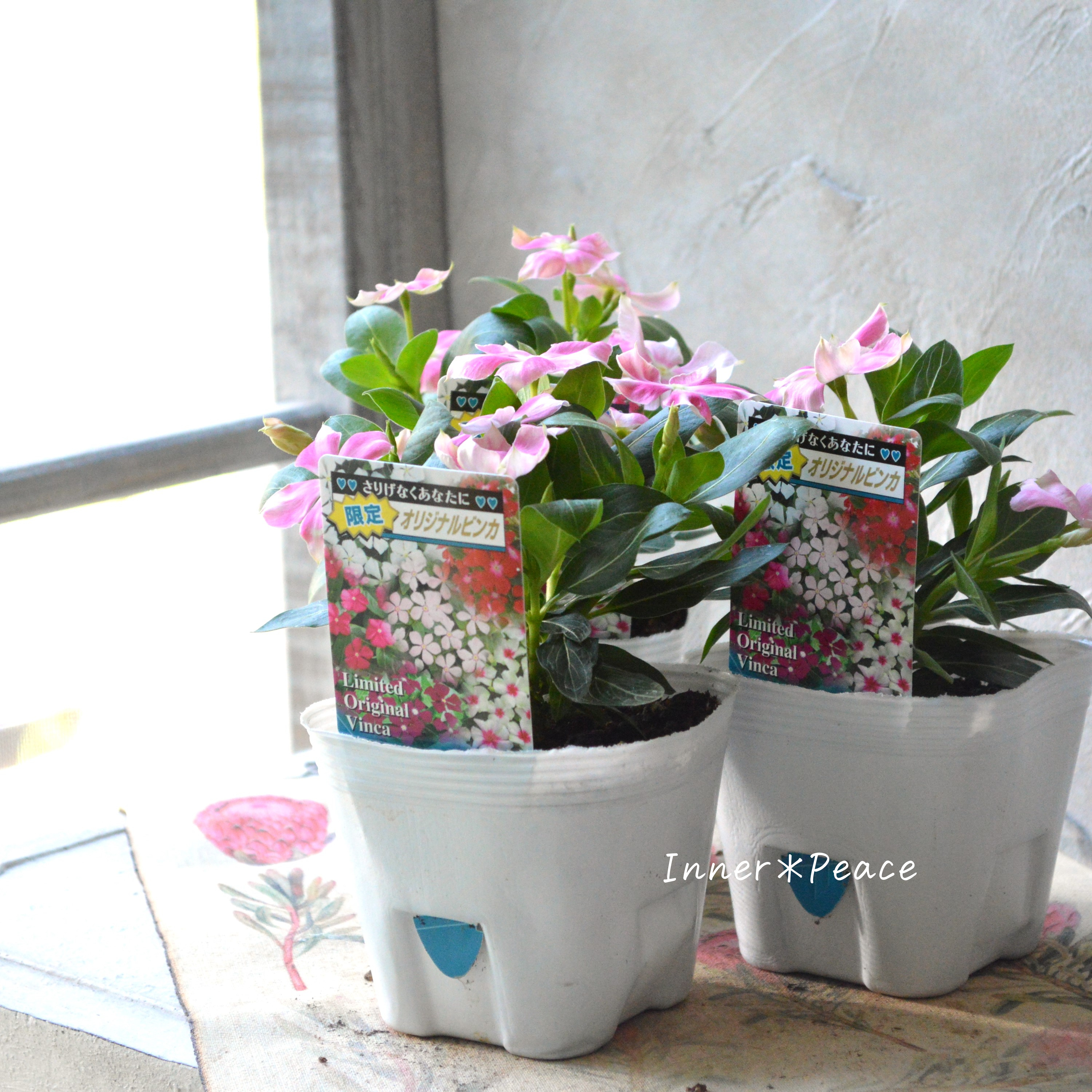 【北島園芸さん】 ニチニチソウ 『ピンクストライプ』 3.5寸POT