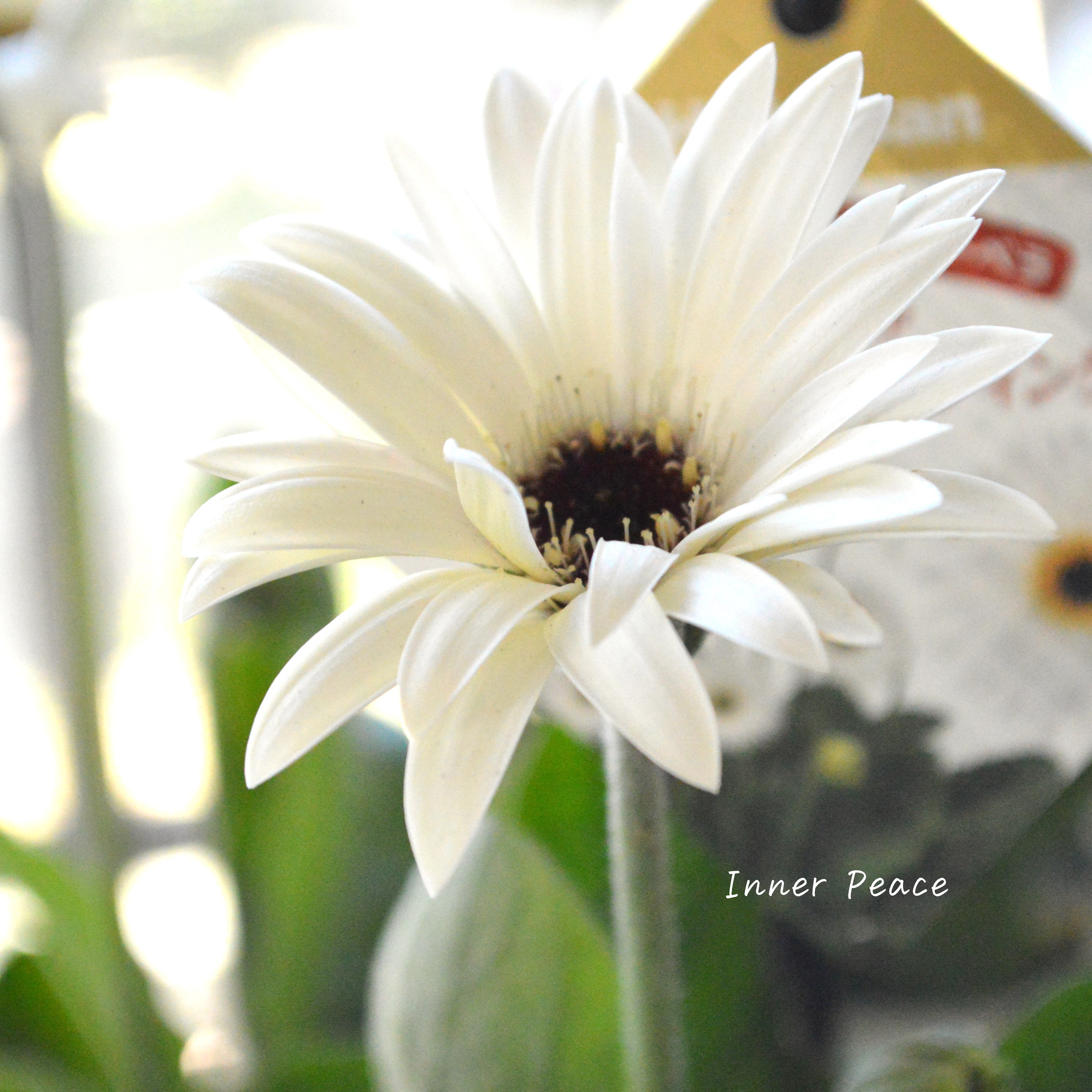 【宿根】 ガルビネア 『スウィートフロスティング』 3.5寸POT