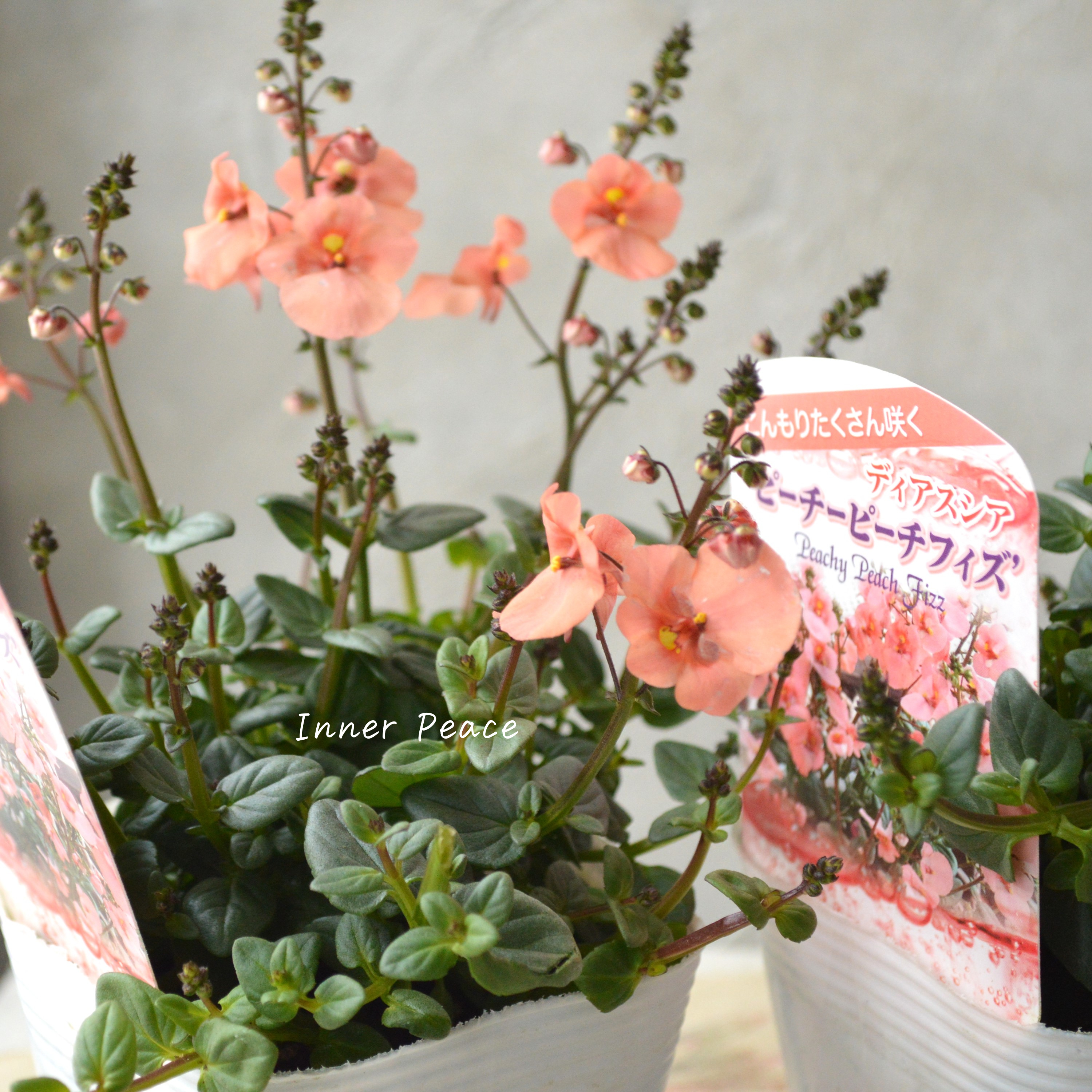 【かわいい】 ディアスシア 『ピーチーピーチフィズ』 3.5寸POT