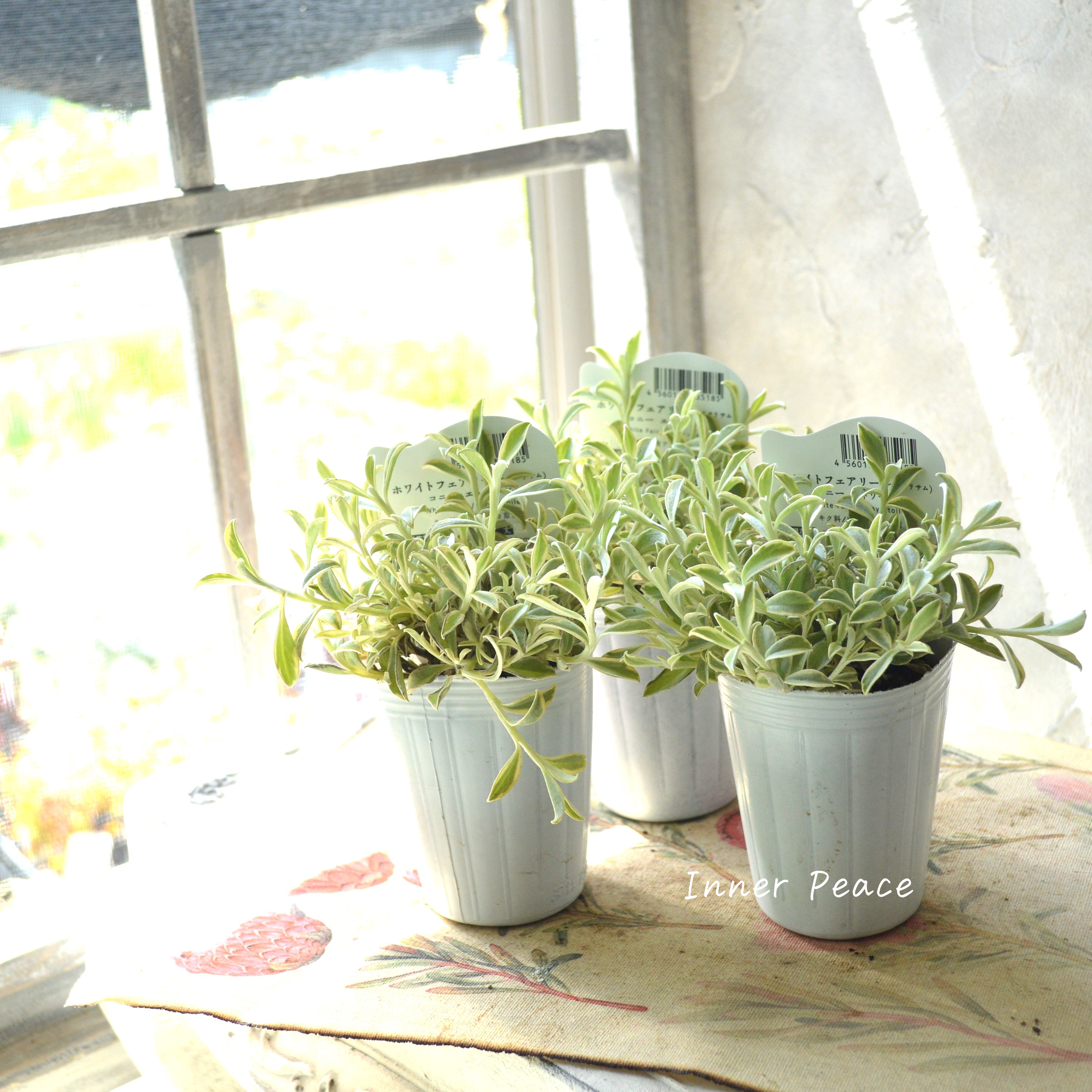 【斑入り】 ヘリクリサム 『ホワイトフェアリー・コニーエトワール』 2.5寸POT