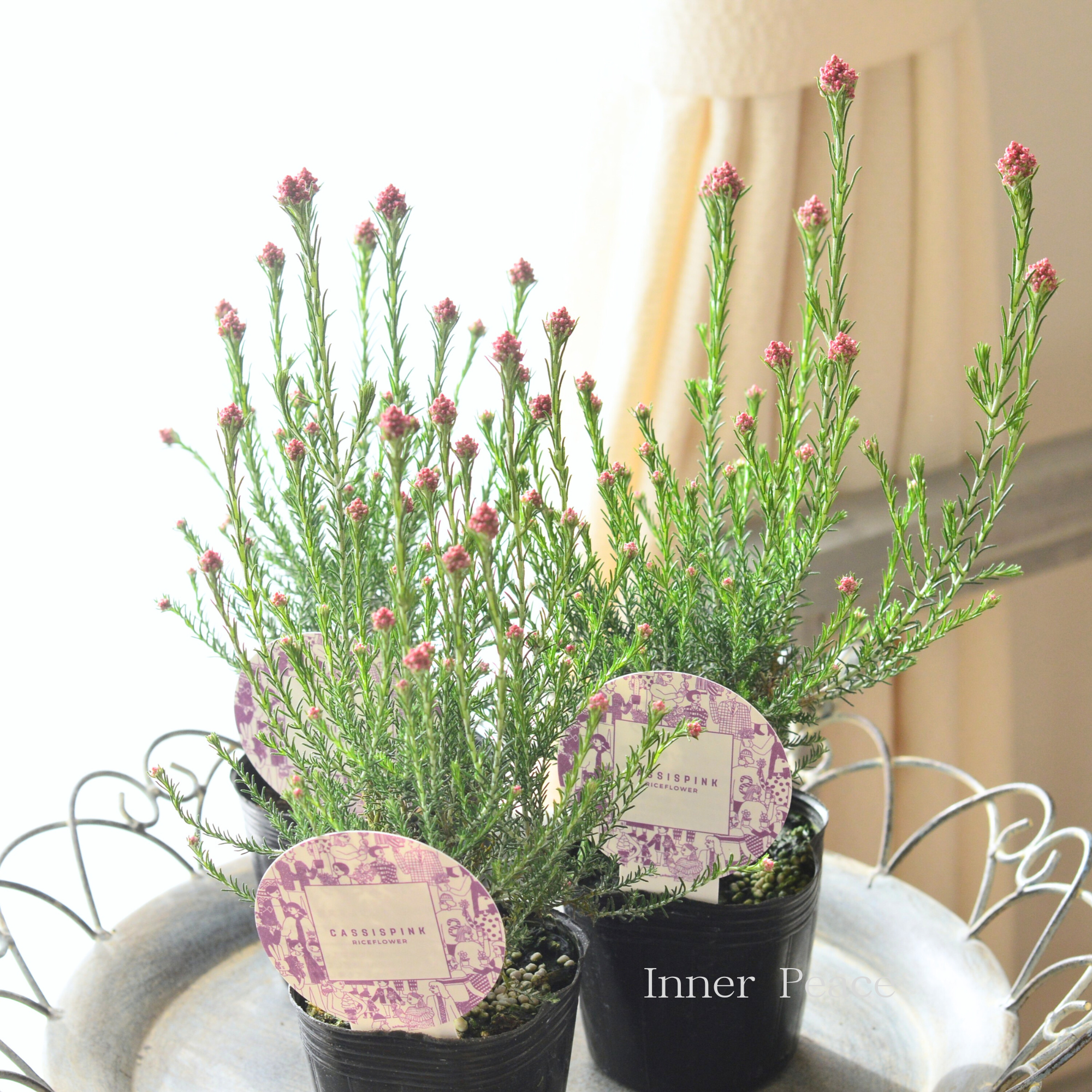 【人気】 ライスフラワー 『カシスピンク』 3寸ロングPOT