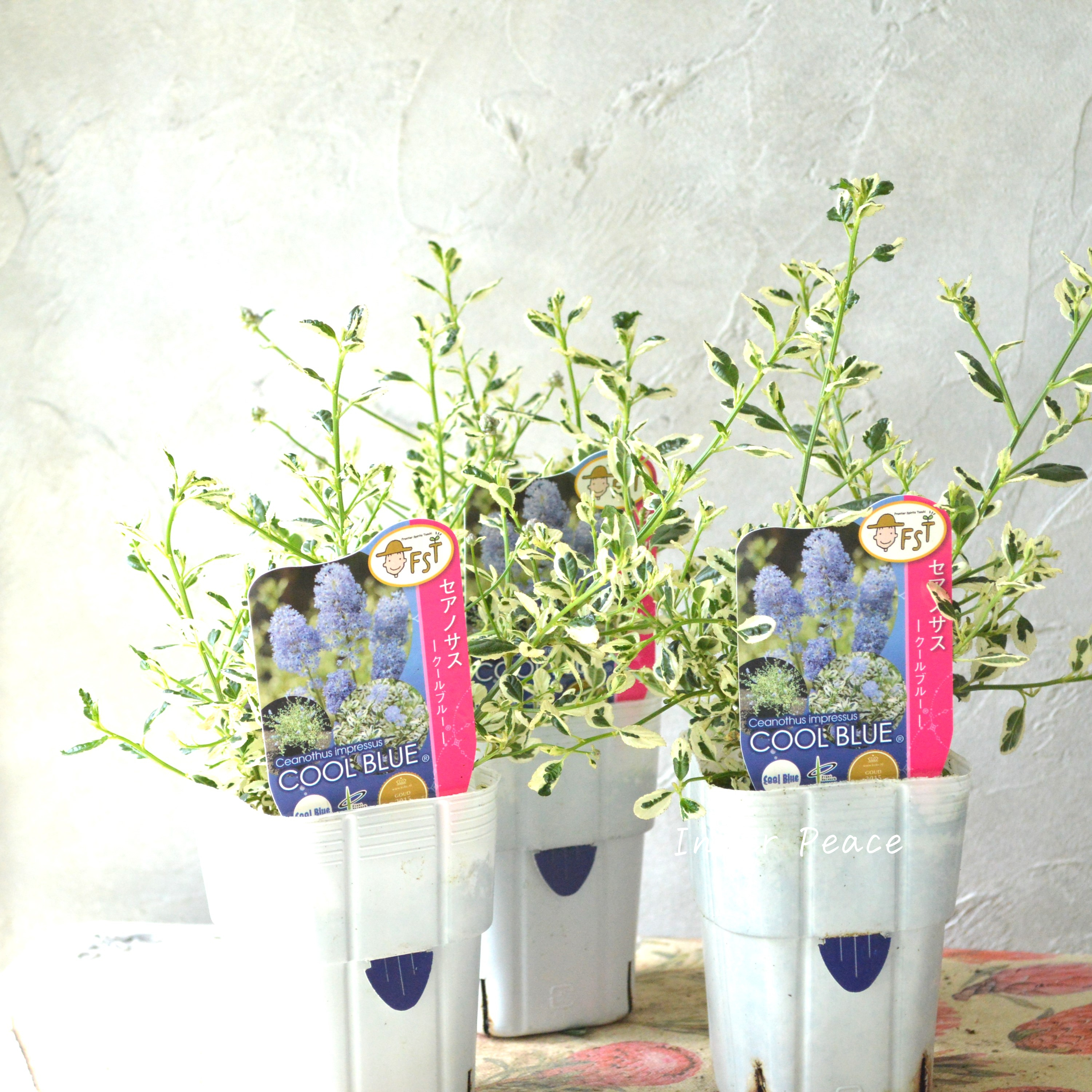 【人気】 セアノサス 『クールブルー』 3寸POT