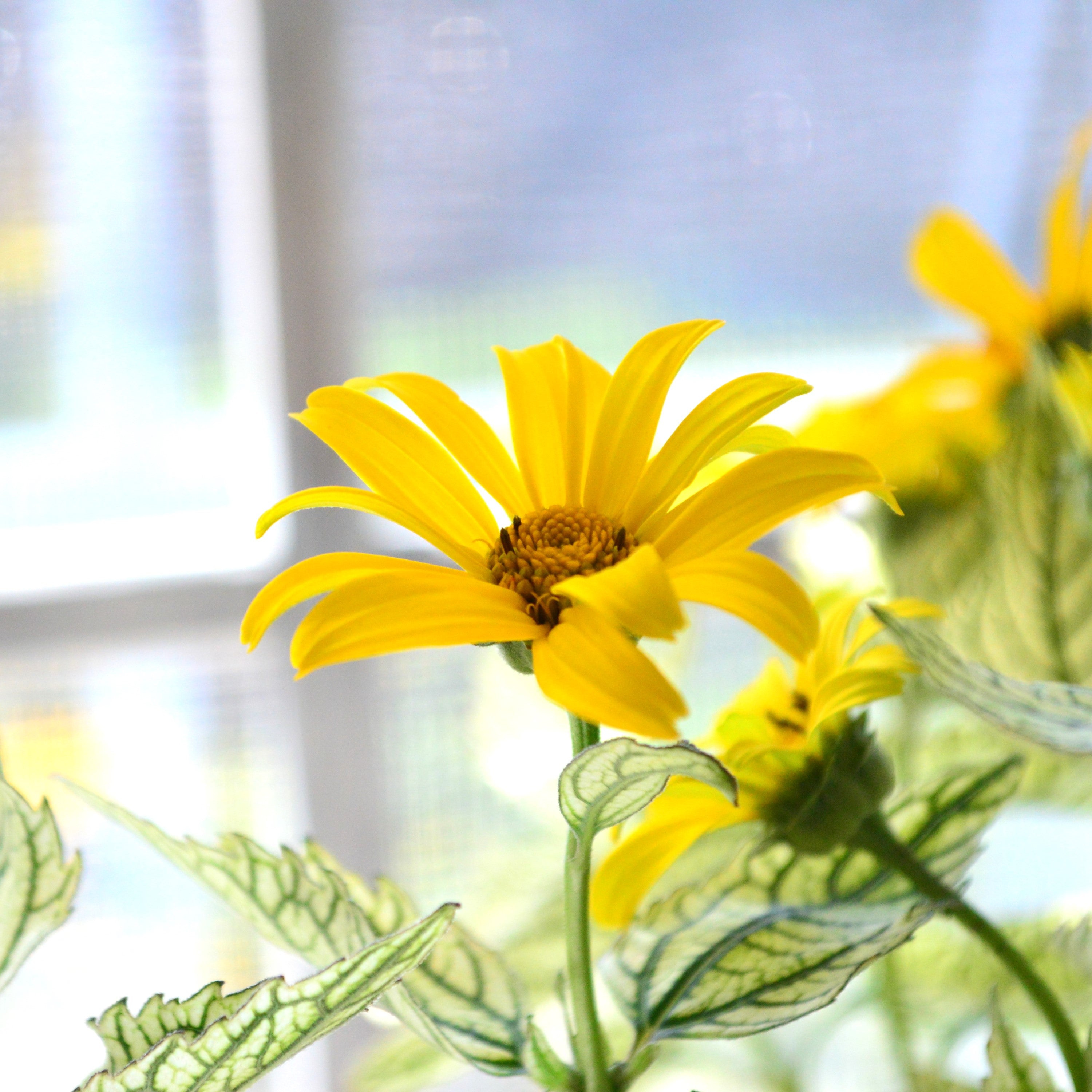 【開花期が長い】 ヘリオプシス 『サンバースト』 3寸POT