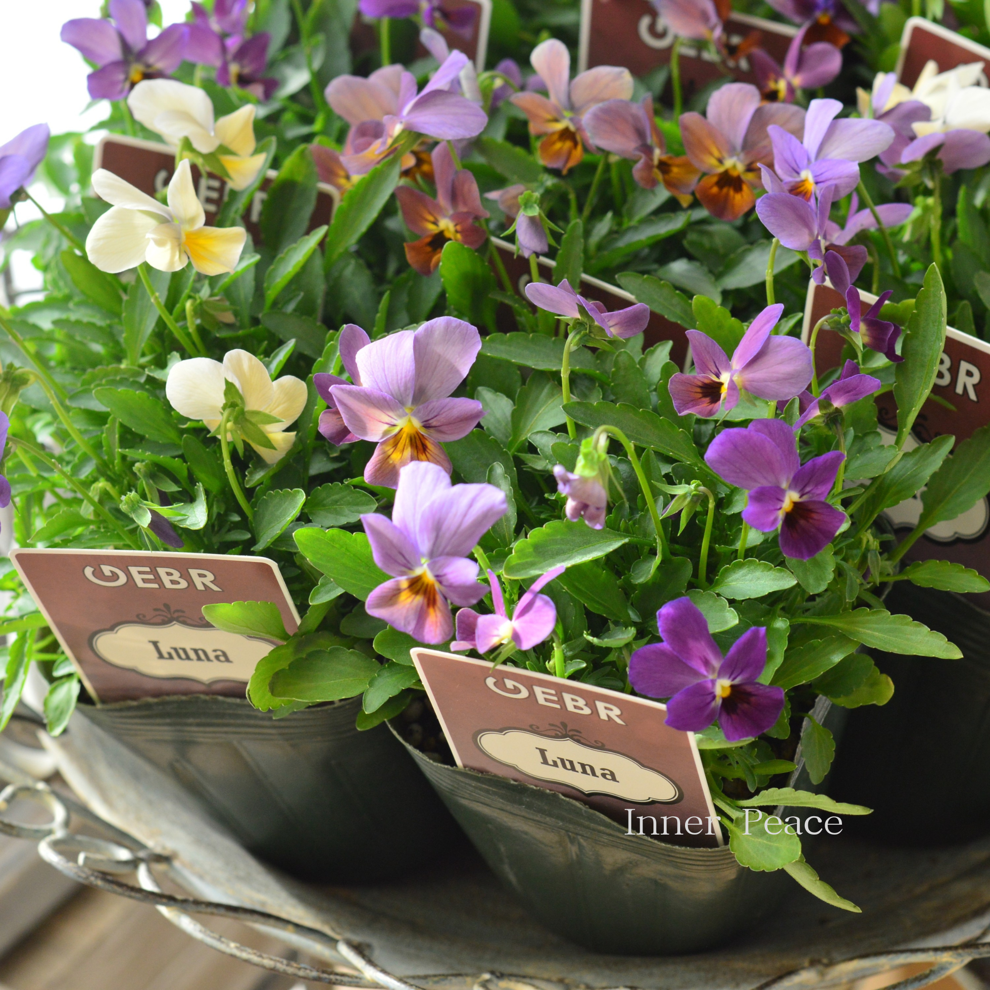 【ゲブラさん】 試験品種ビオラ 『ルナ』 3.5寸POT