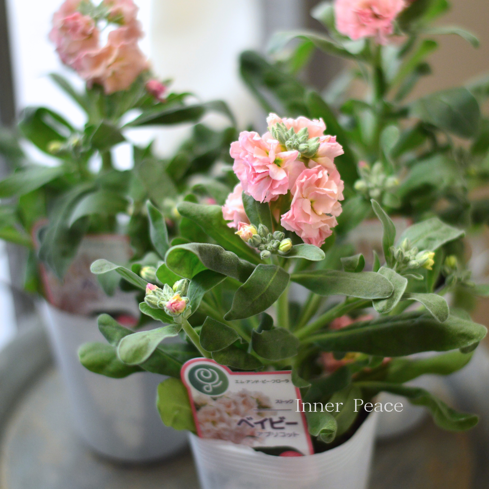 【八重咲き】 ストック ベイビー 『アプリコット』 3寸ロングPOT