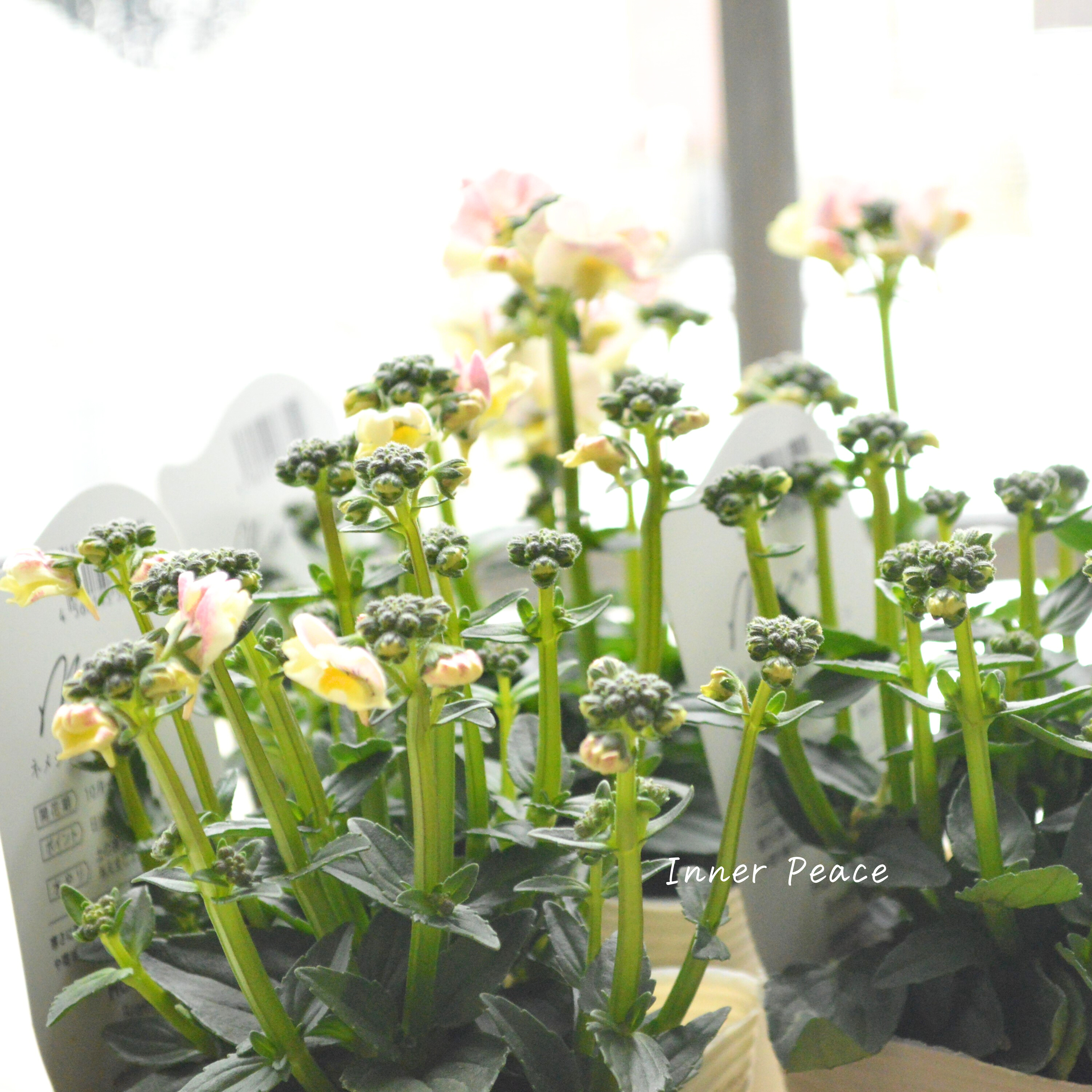 【花芳さん】 ネメシア 『マリー・オマージュパイン』 3.5寸POT