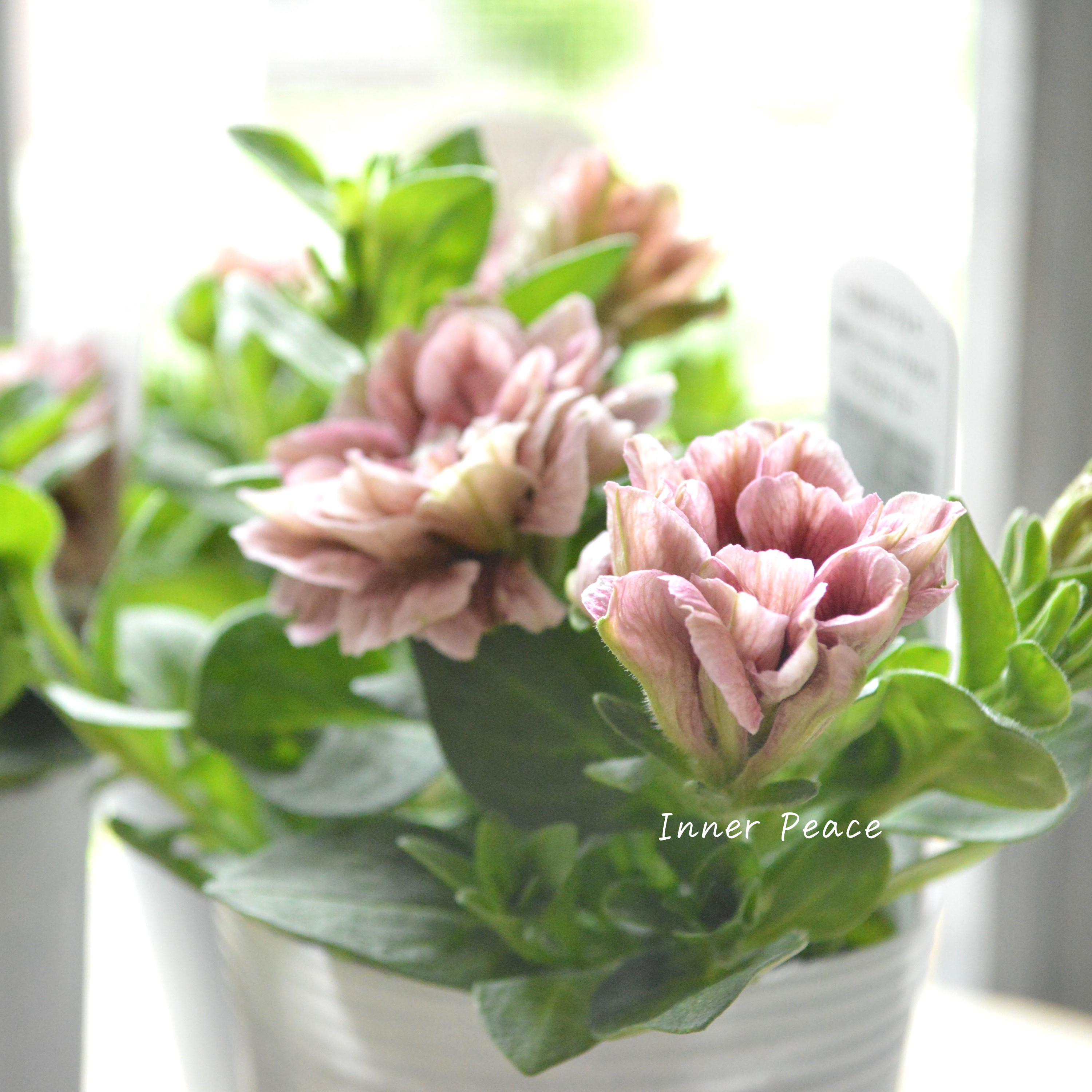 【花日和さんオリジナル】 ペチュニア 『ホイップマカロン・クラシカルチェリー』 3寸ロングPOT