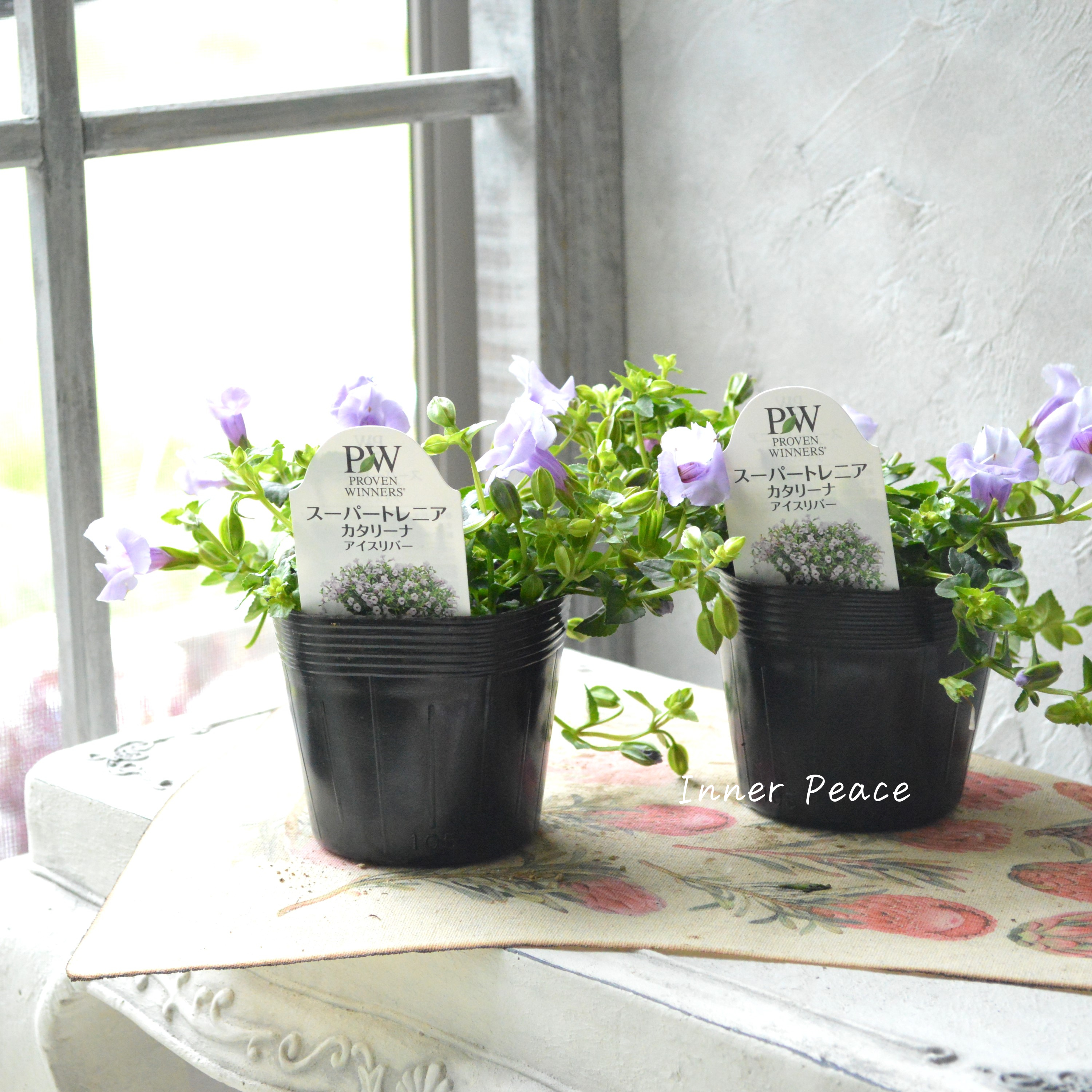 【PW】 スーパートレニア カタリーナ 『アイスリバー』 3.5寸POT