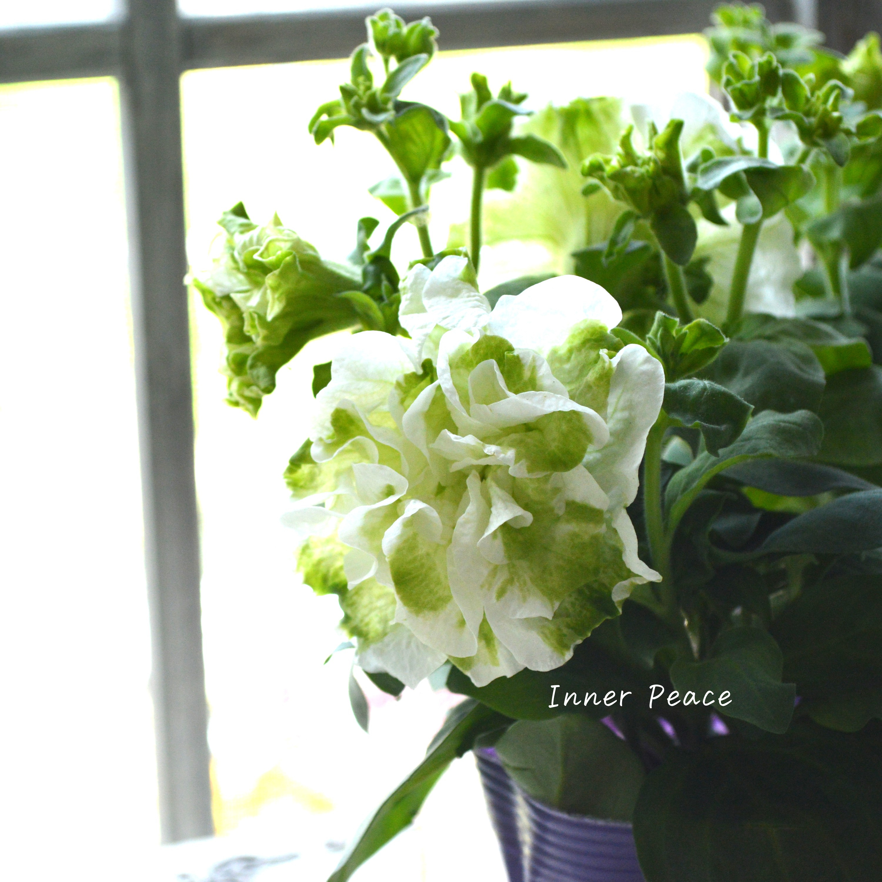 【ガルテン湘南さん】 ペチュニア 『湘南マルモ・ヴェルデ』 3.5寸POT