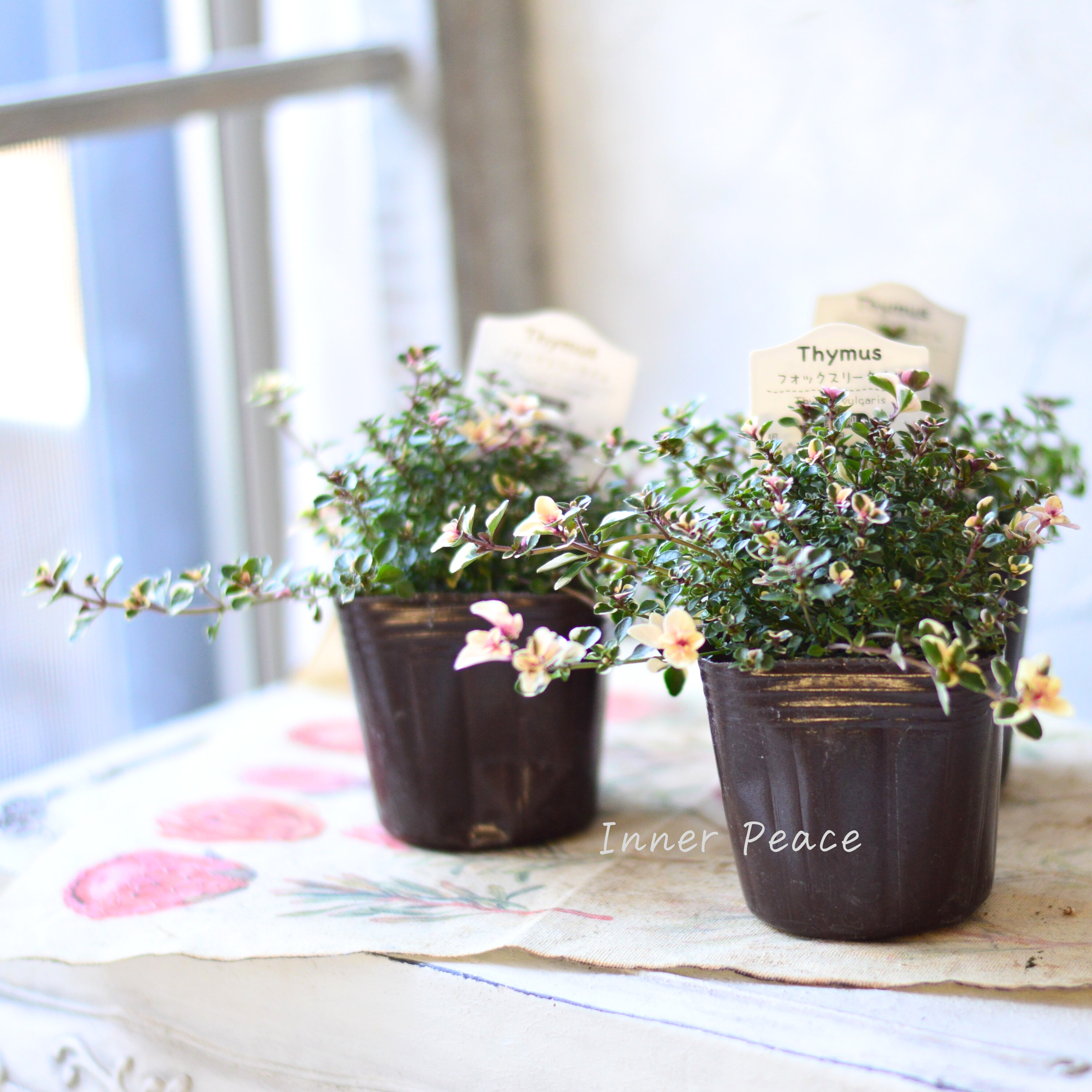 【寄せ植えに】 フォックスリータイム 2.5寸~3寸POT