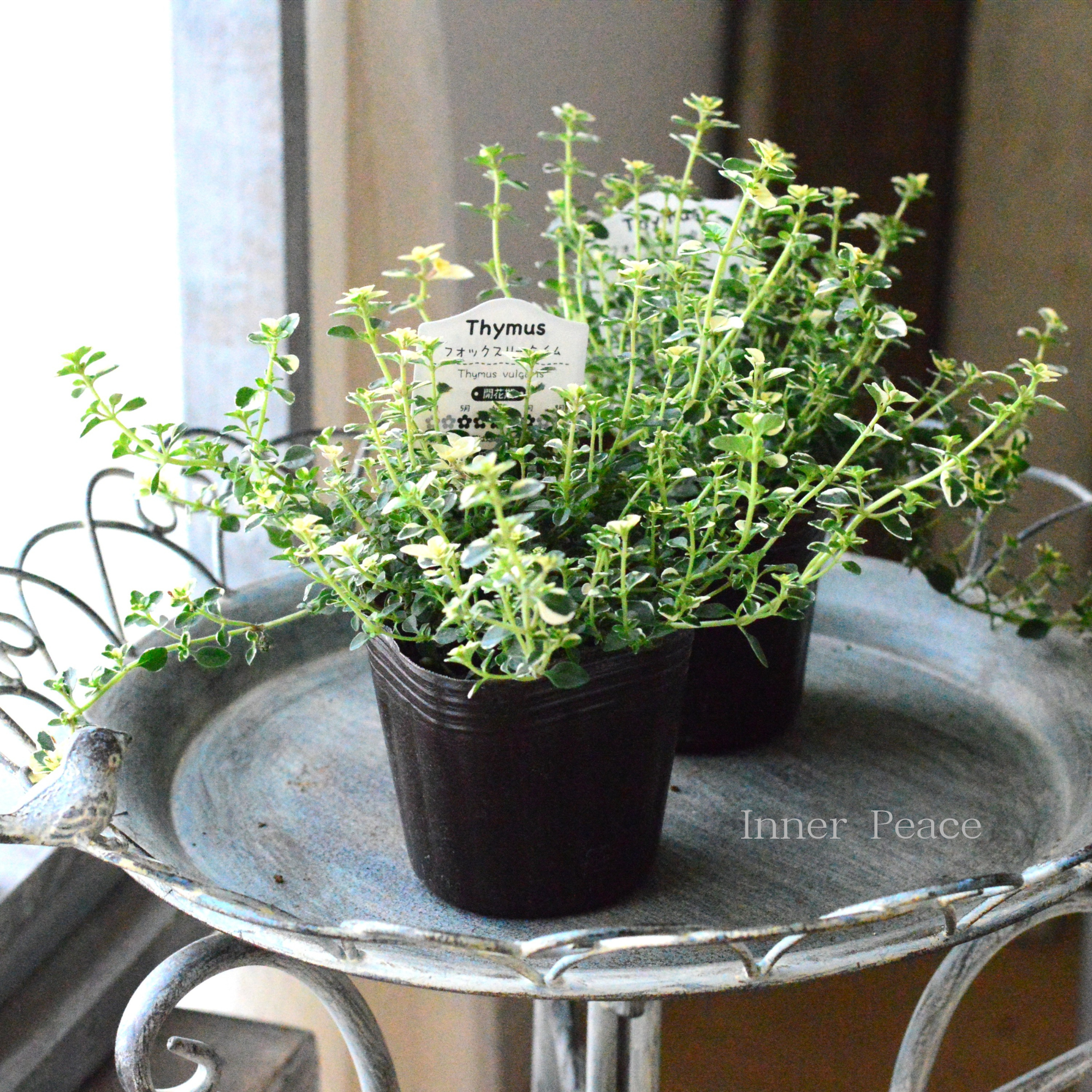 【寄せ植えに】 フォックスリータイム 2.5寸~3寸POT