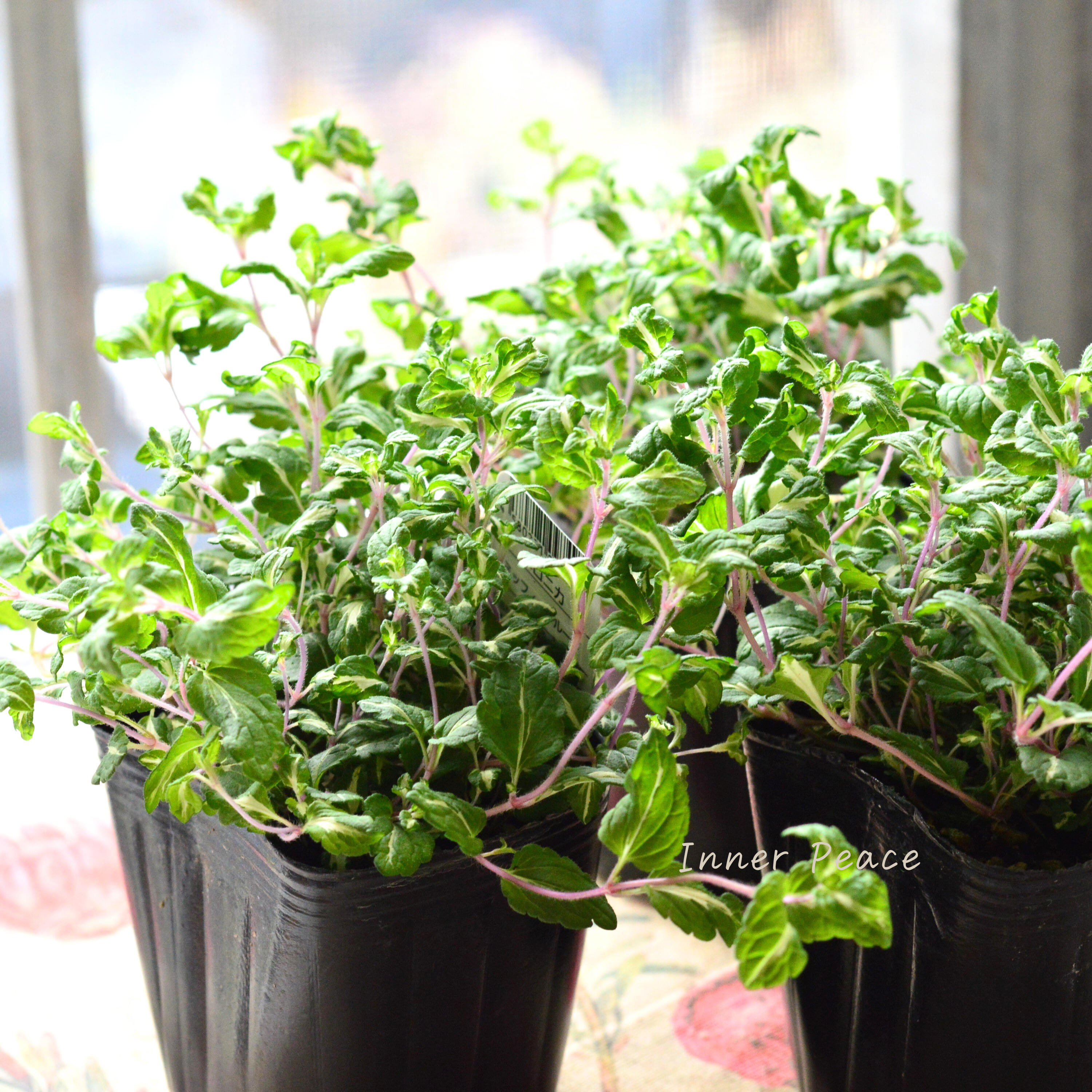 【斑入り】 ベロニカ 『ミッフィーブルート』 2.5~3寸POT