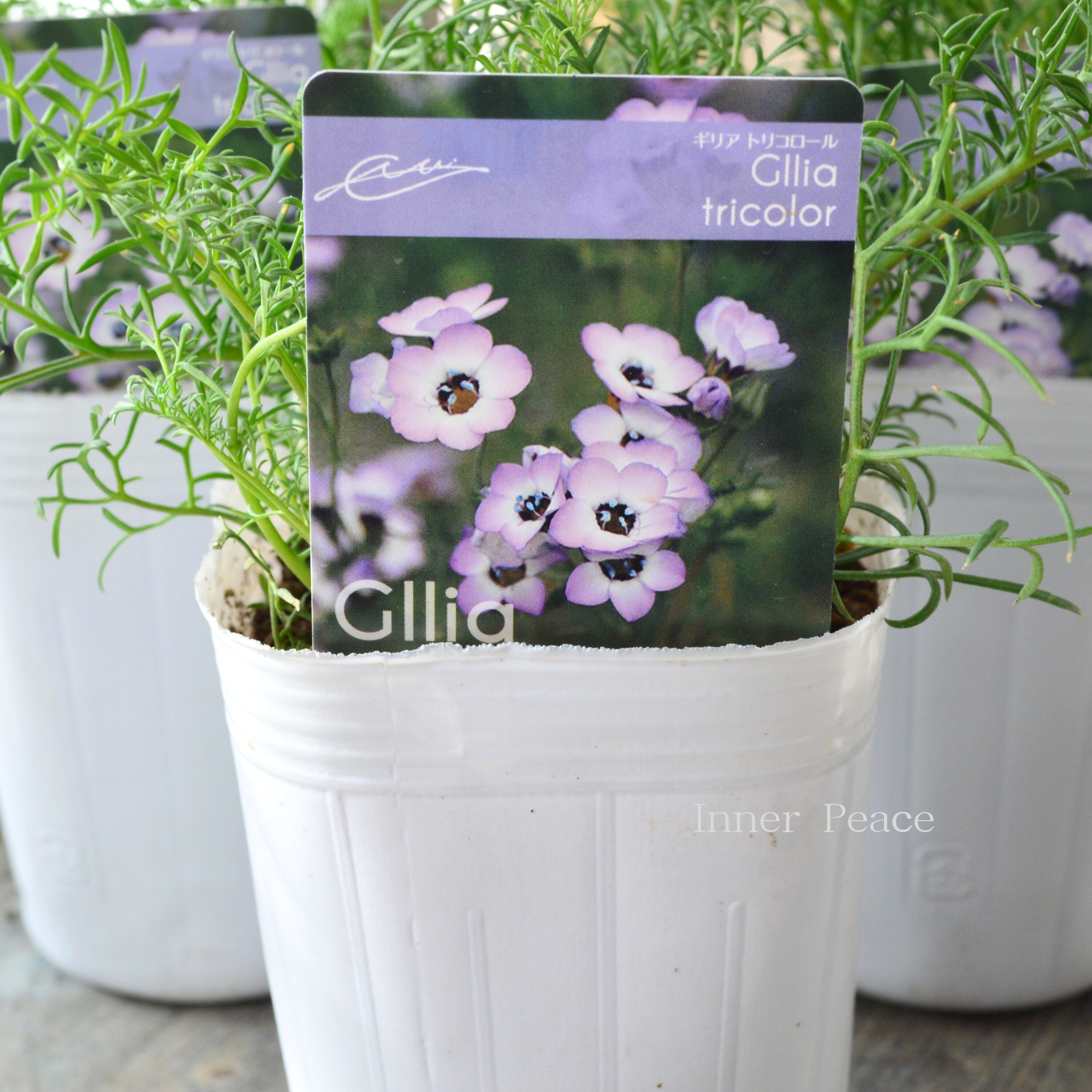 【美しい】 ギリア 『トリコロール』 植え込み用 3寸POT