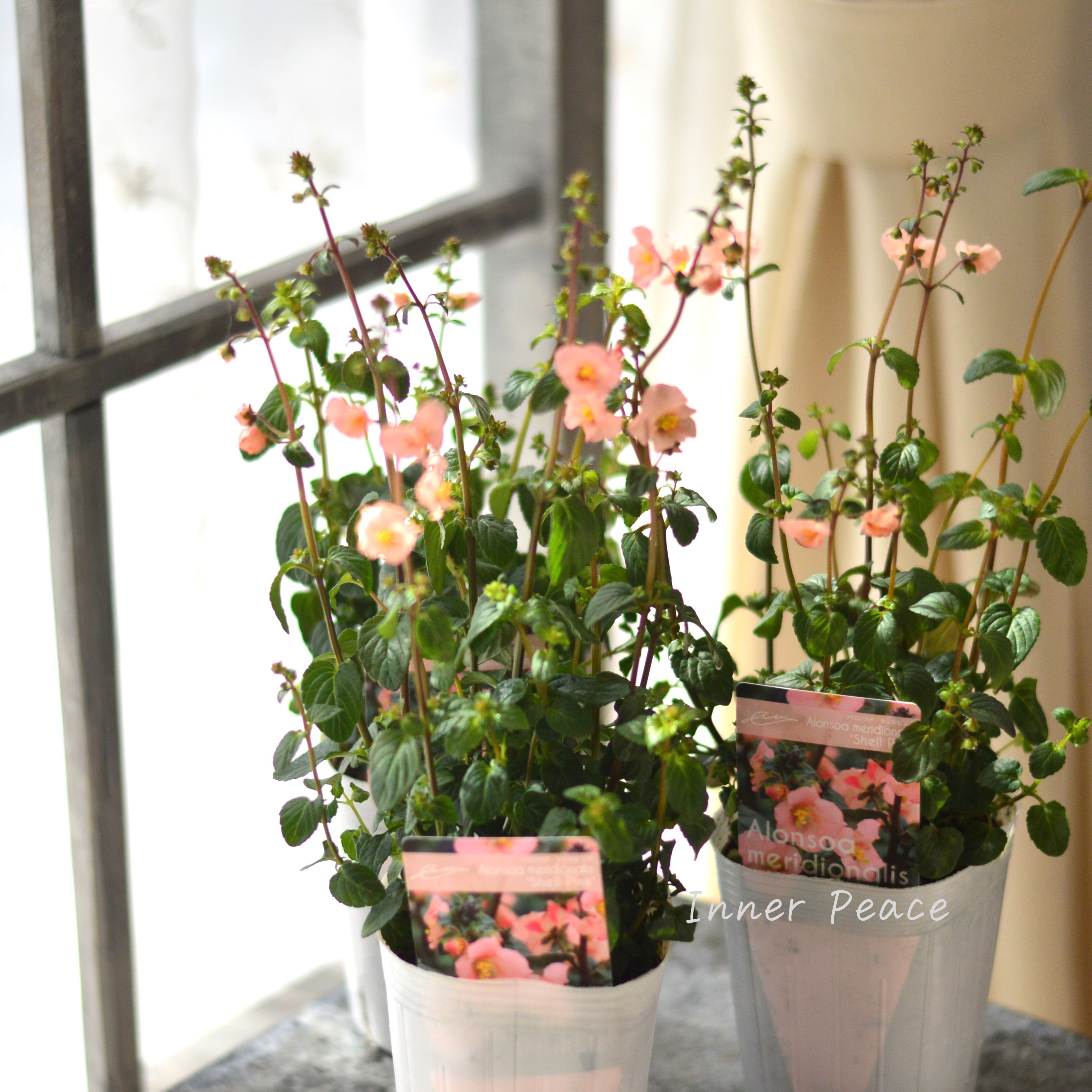 【開花期が長い】 アロンソア 『シェルピンク』 3寸ロングPOT