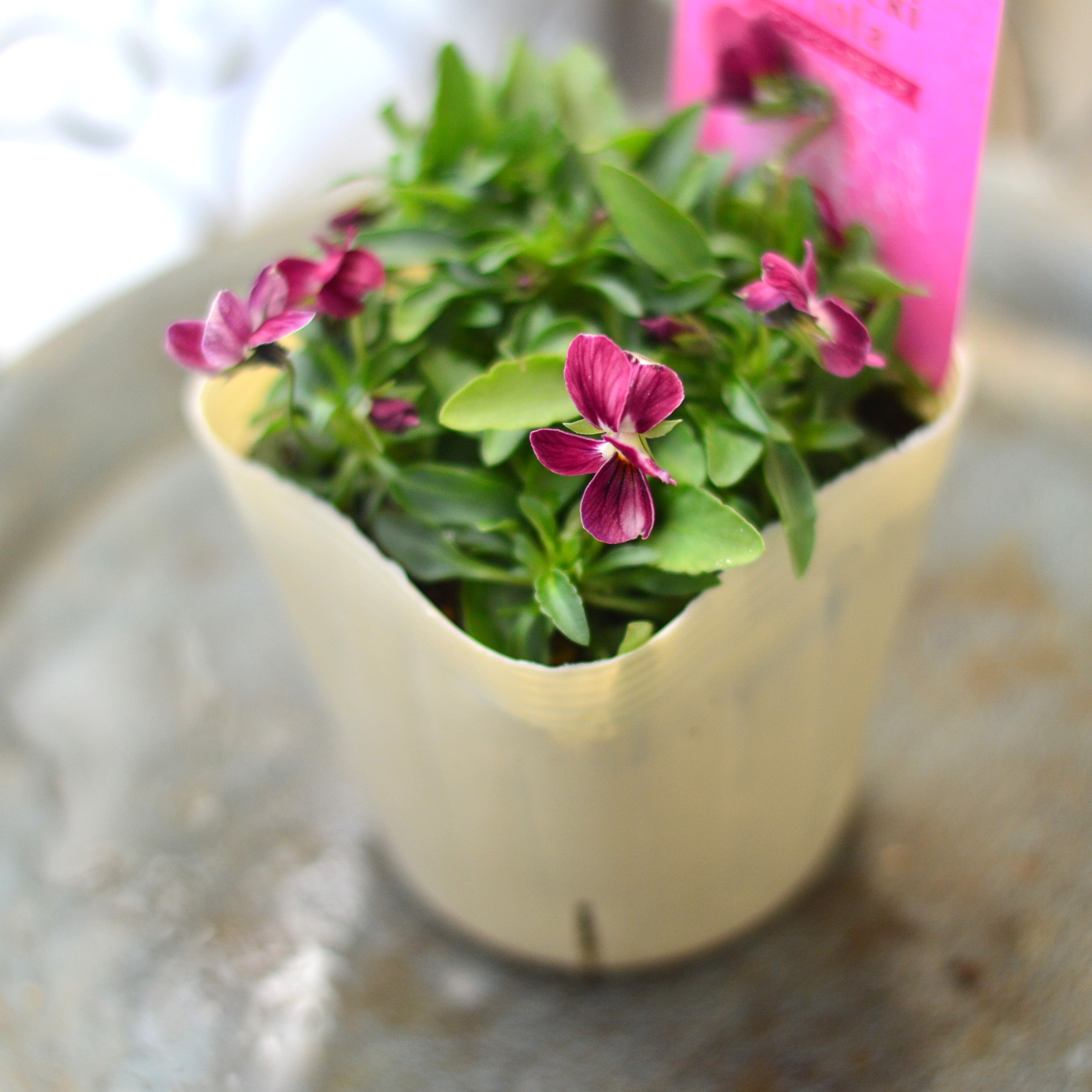 【奥田園芸さん】 ときめきビオラ 『ノスタルジックピンク』 3.5寸POT