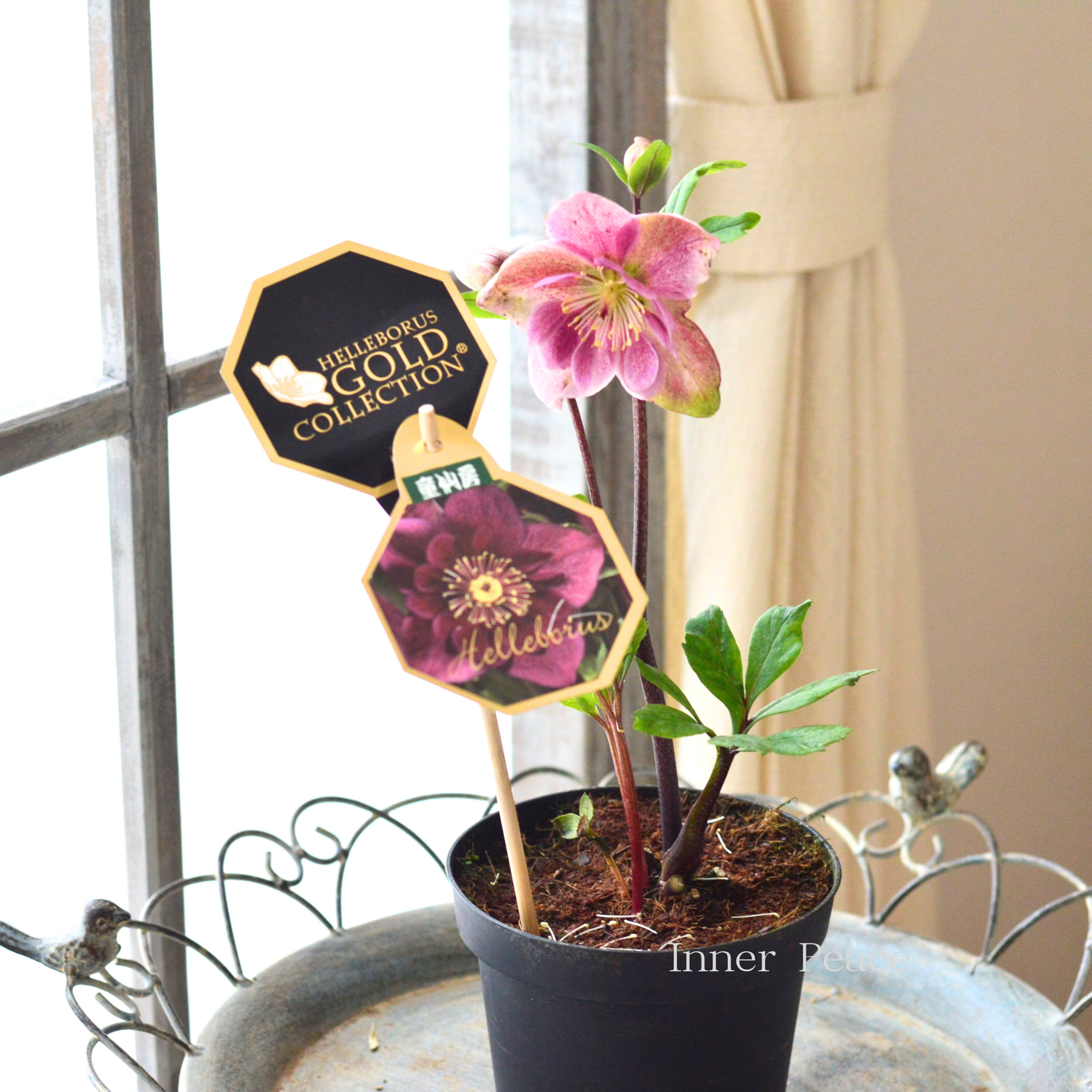 【童仙房さん】 クリスマスローズ 雪の妖精『フーリールビー』 4.5寸鉢