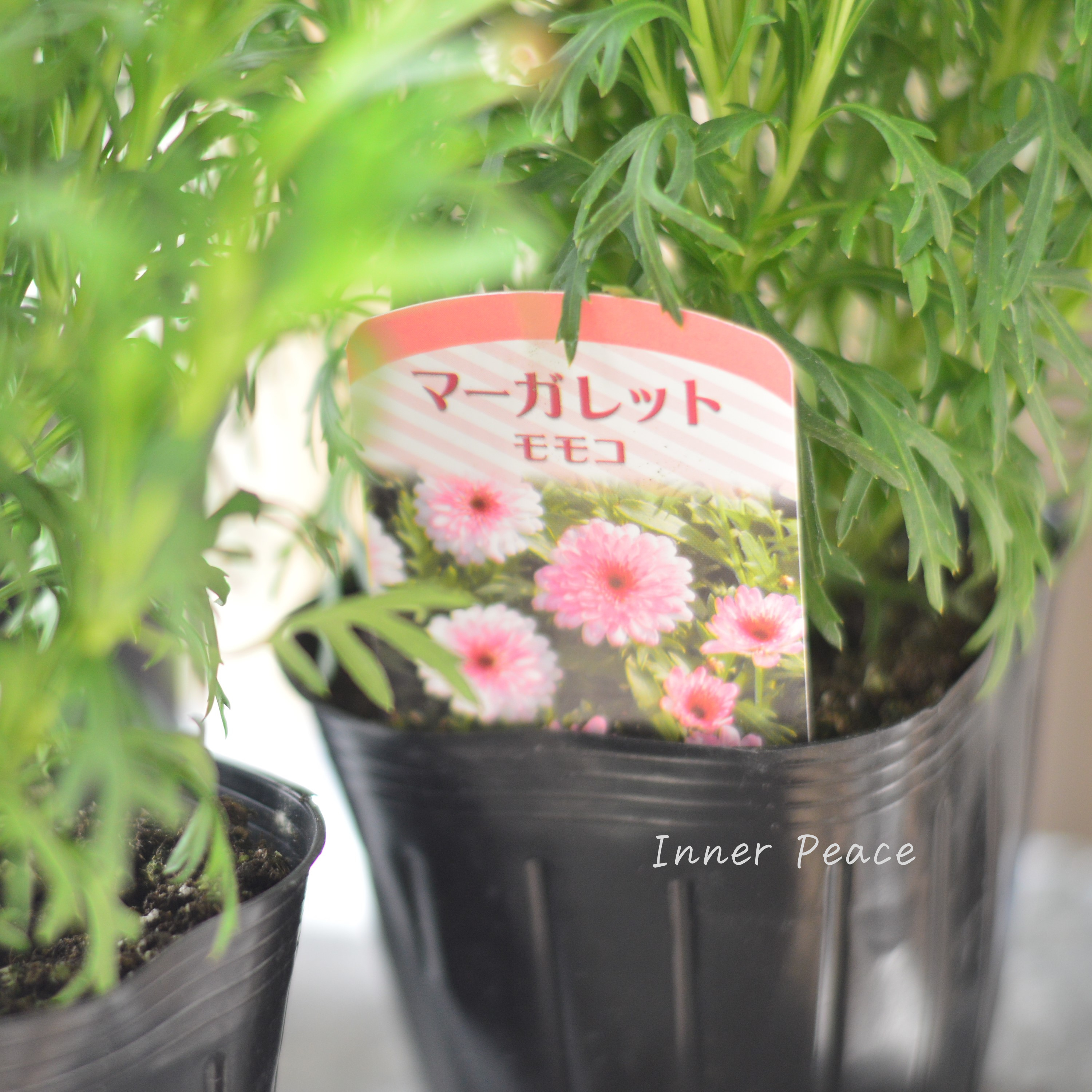 【八重咲き】 マーガレット 『モモコ』 3~3.5寸POT