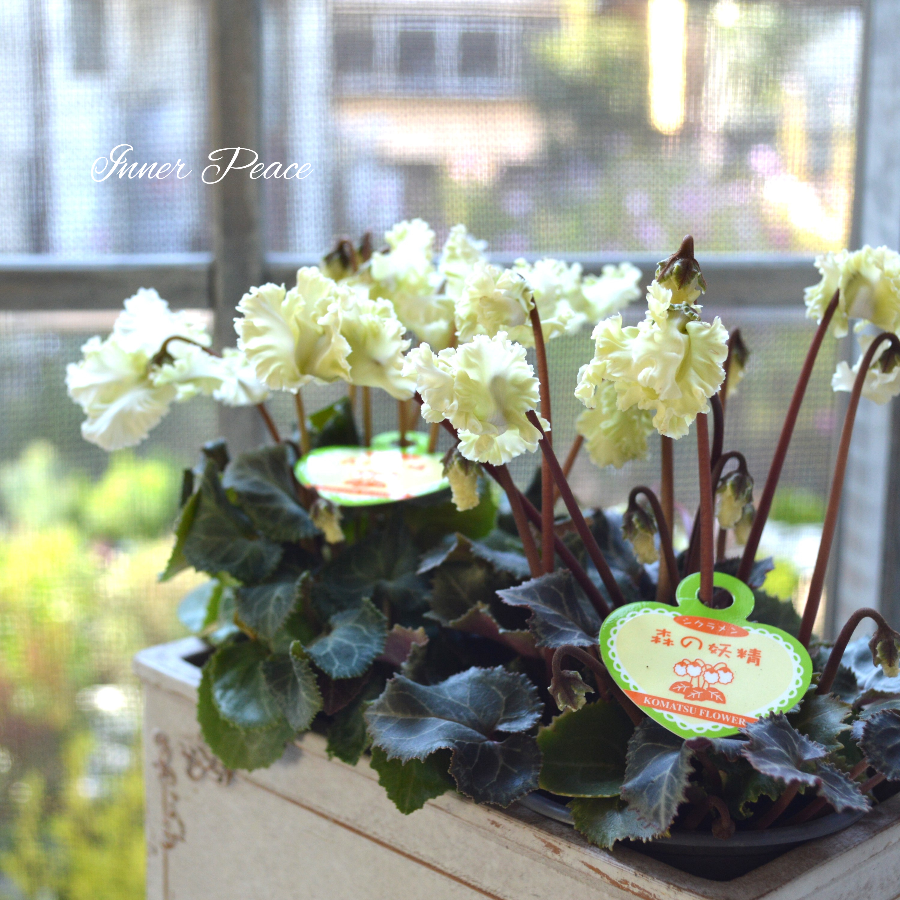 【美しい】 ガーデンシクラメン 『森の妖精』 3寸ロング硬質POT