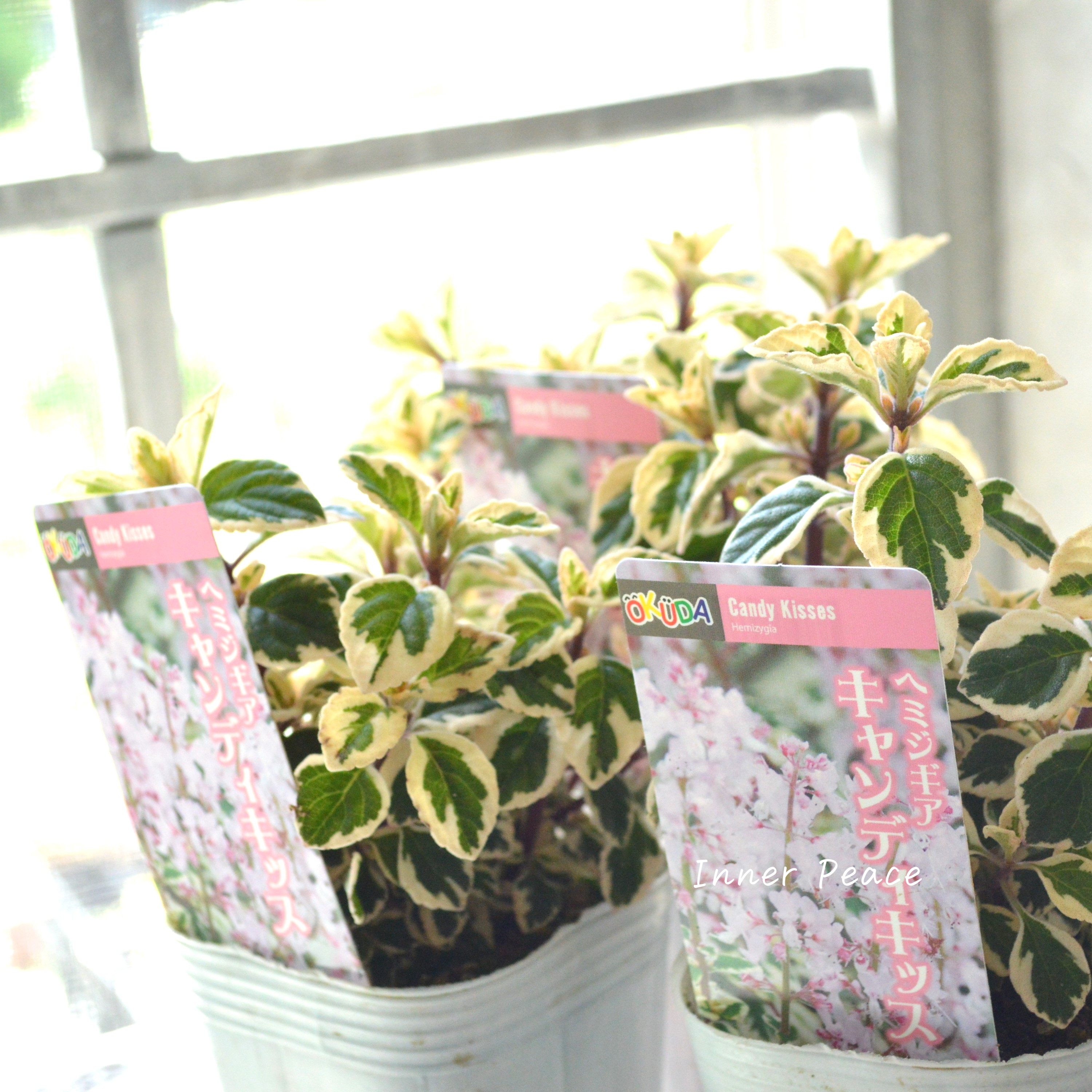 【斑入り】 ヘミジキア 『キャンディキッス』 3寸POT