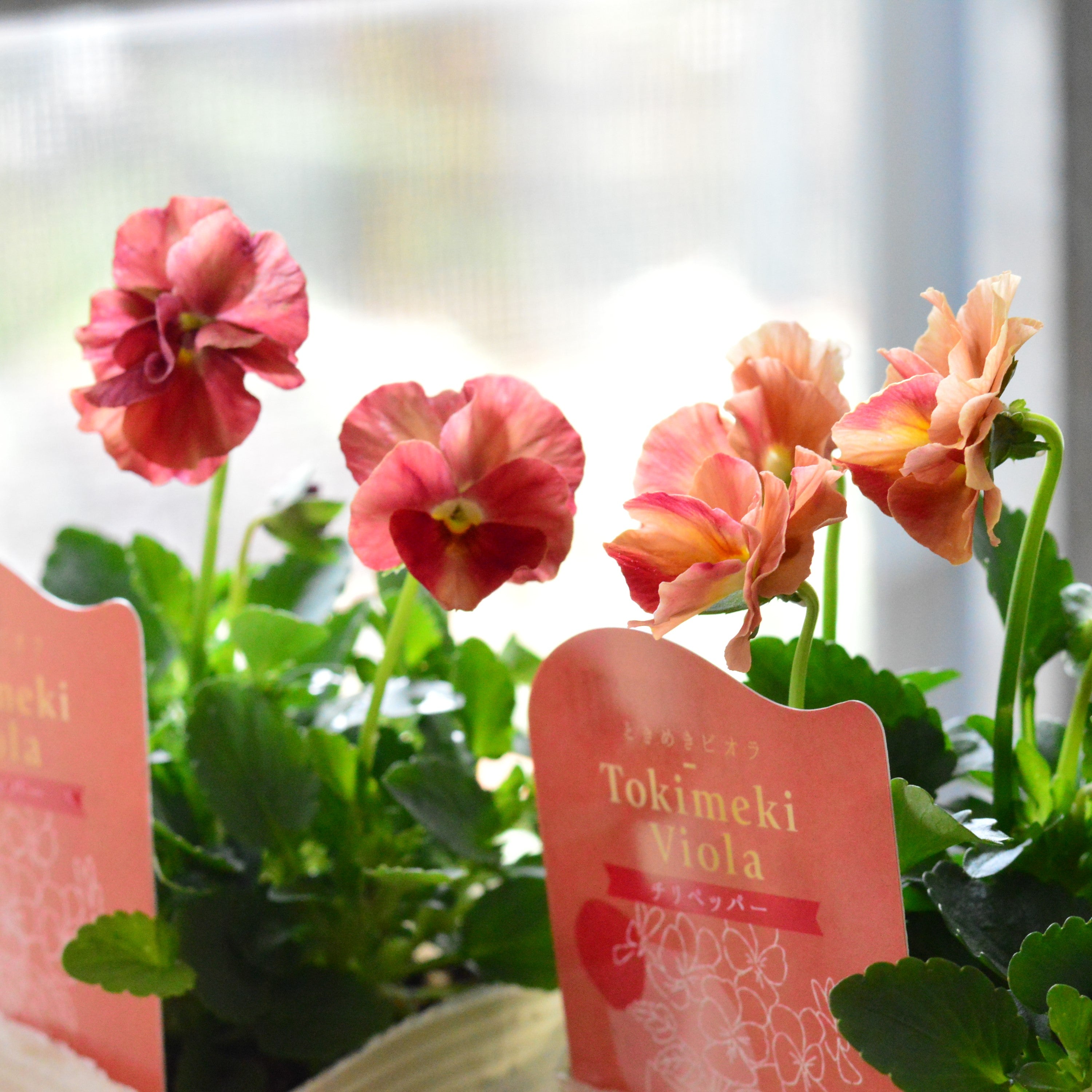 【奥田園芸さん】 ときめきビオラ 『チリペッパー』 3.5寸POT