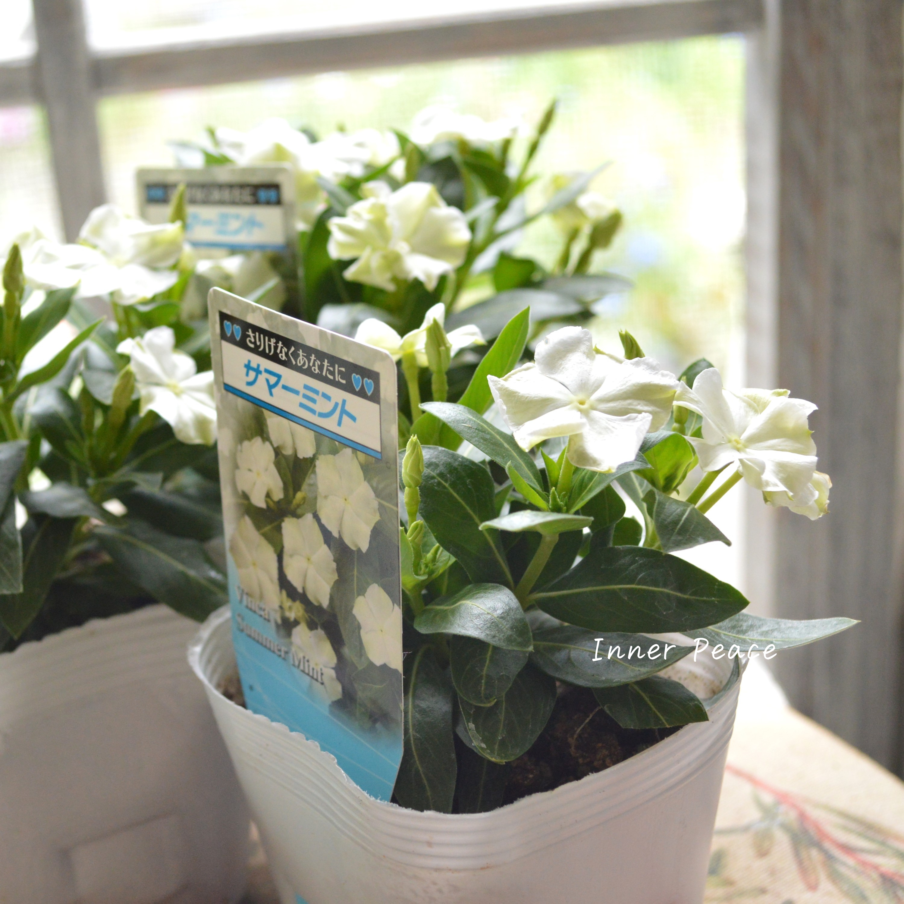 【北島園芸さん】 ニチニチソウ 『サマーミント』 3.5寸POT