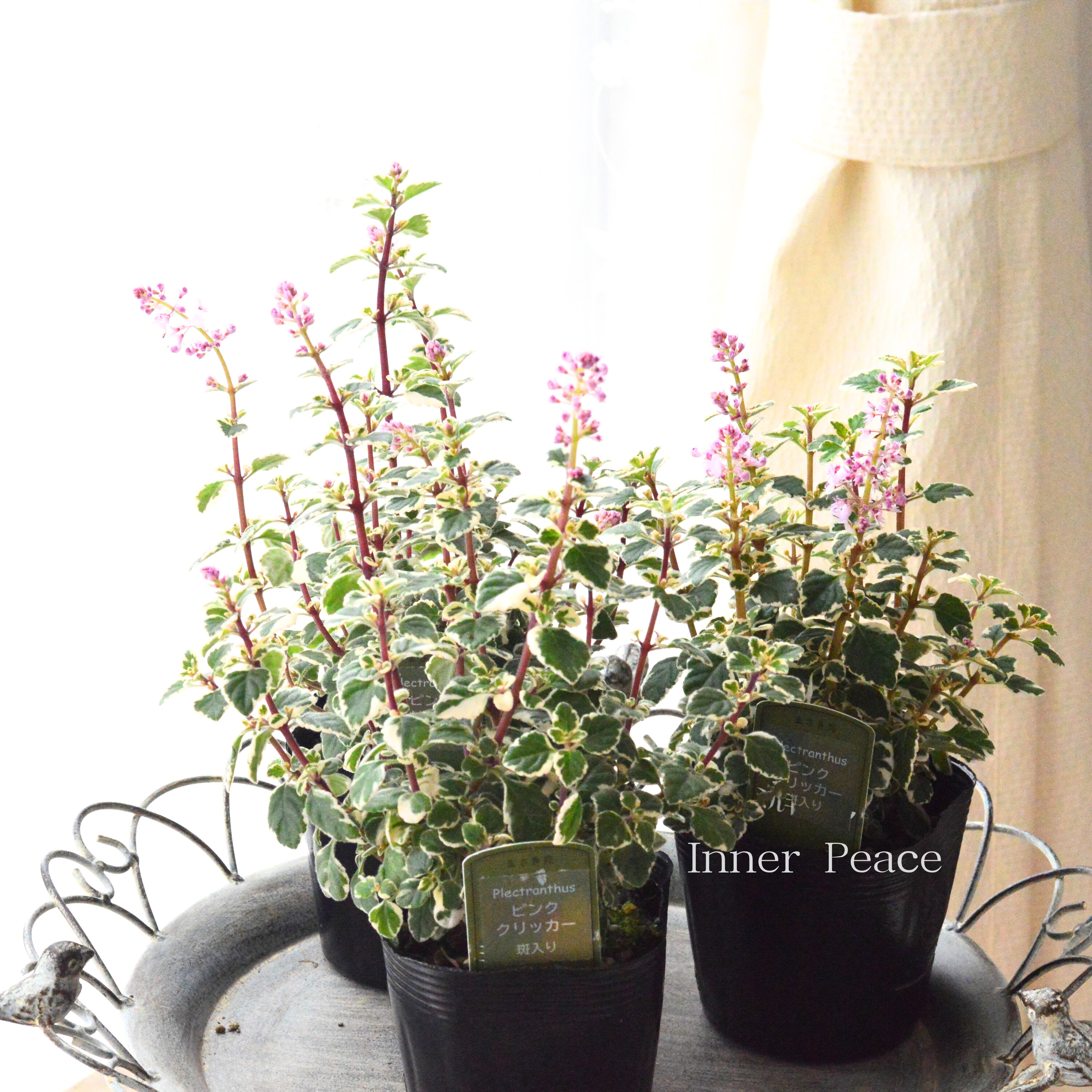 【美しい】 プレクトランサス 『ピンククリッカー・斑入り』 3.5寸POT