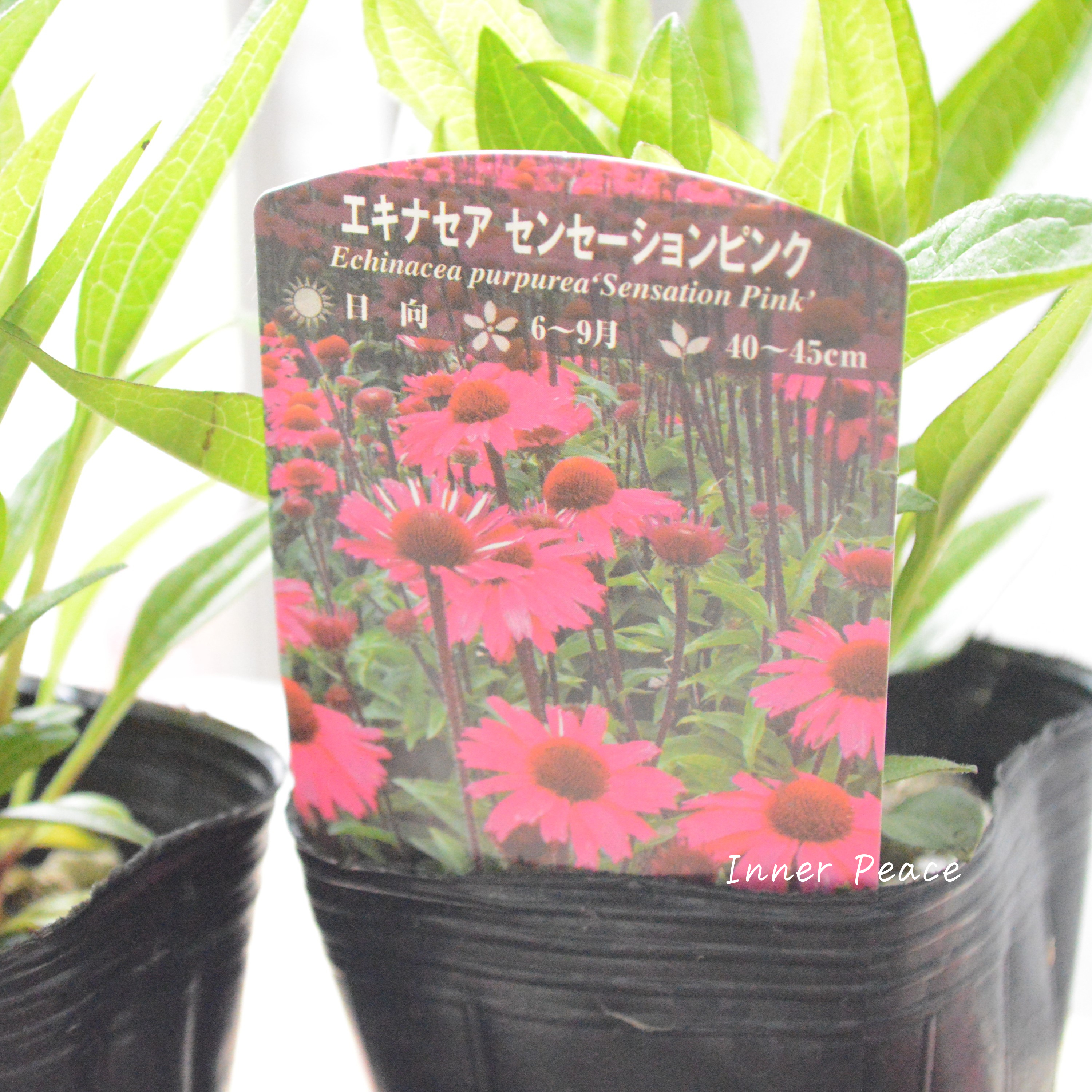 【暑さ寒さに強い】 エキナセア 『センセーションピンク』 3寸POT