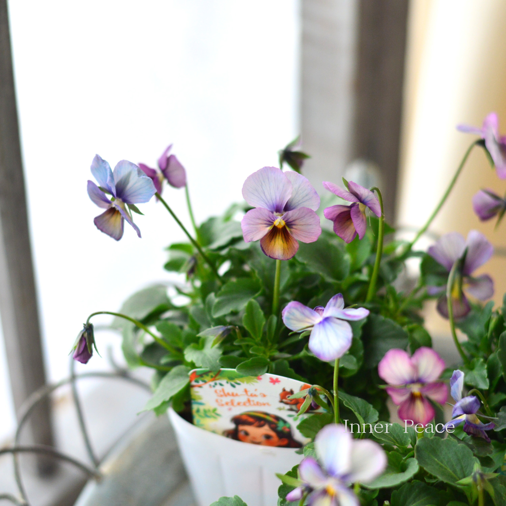 【希少】 おひとり様1苗限定 ビオラ 『パルプンテ』 3.5寸POT