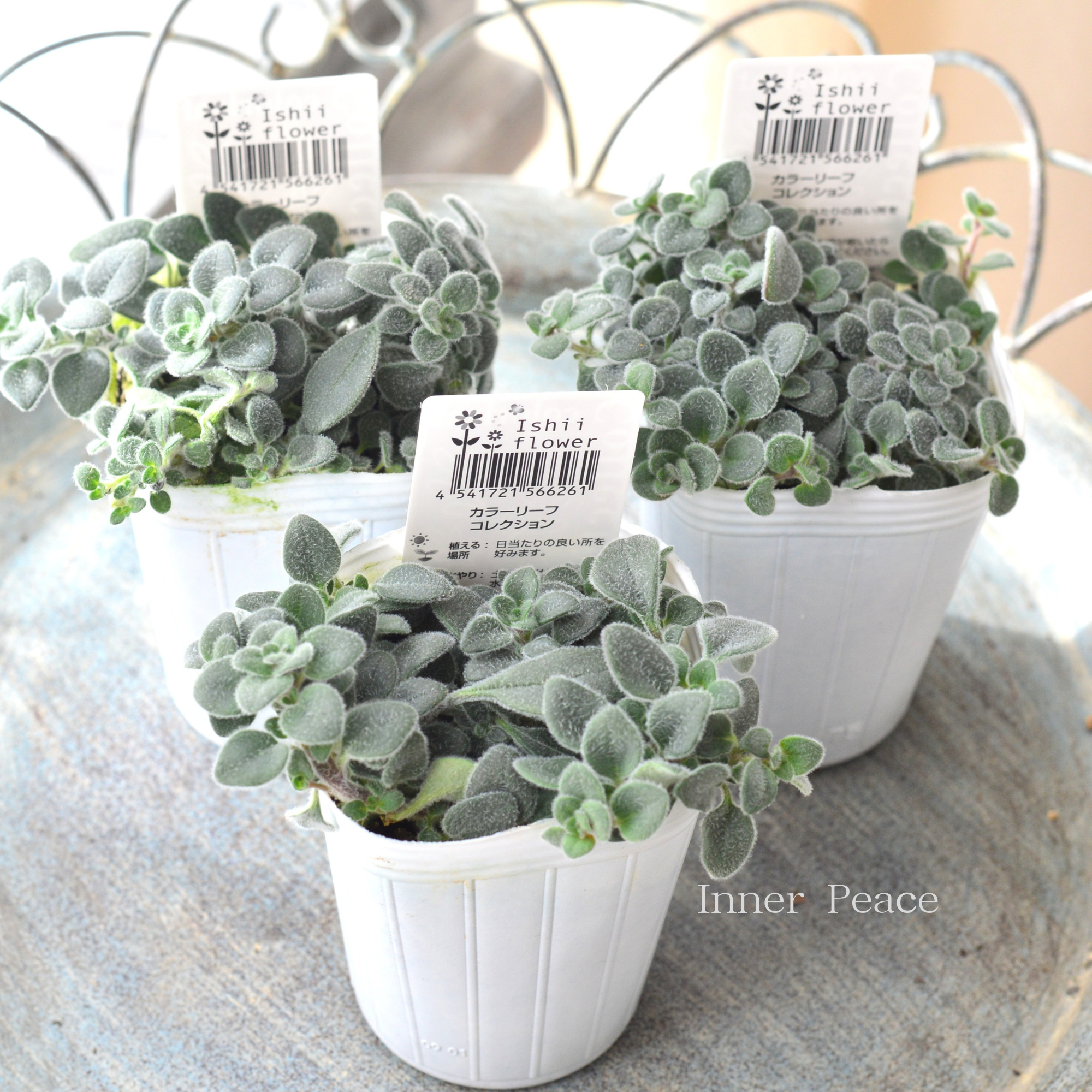 【シルバーリーフ】 キンギョソウ 『アールグレイ』 2.5寸POT