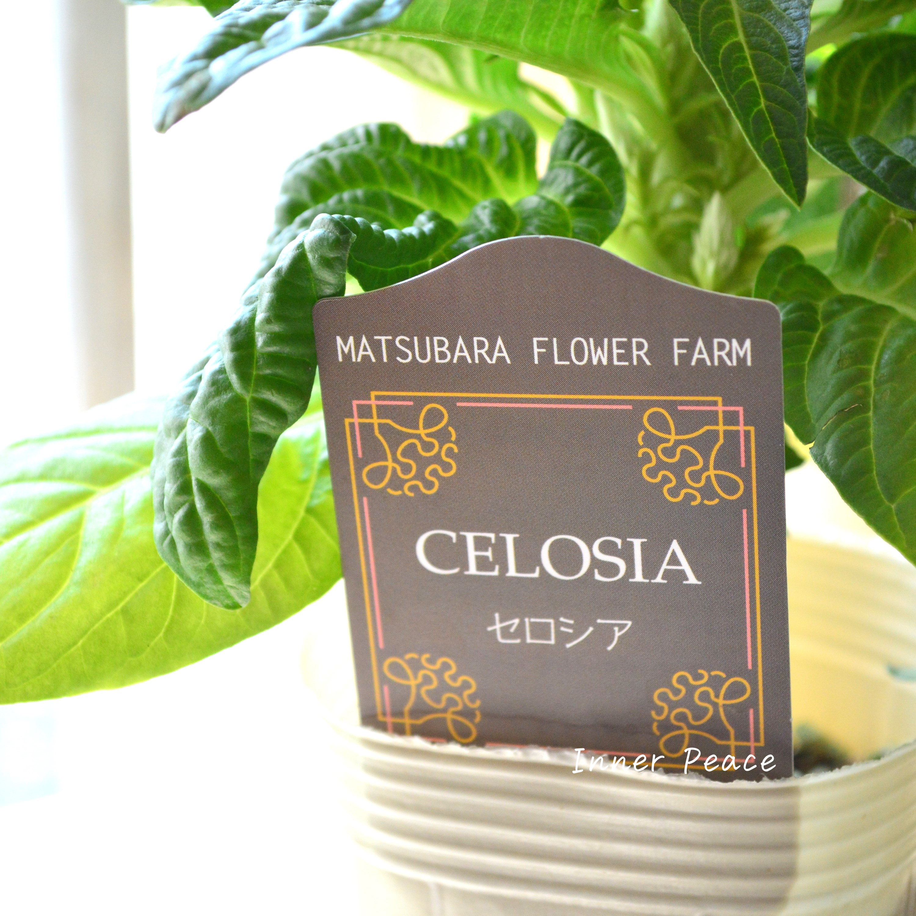 【マツバラフラワーファームさん】 セロシア 『サンディグリーン』 3寸ロングPOT
