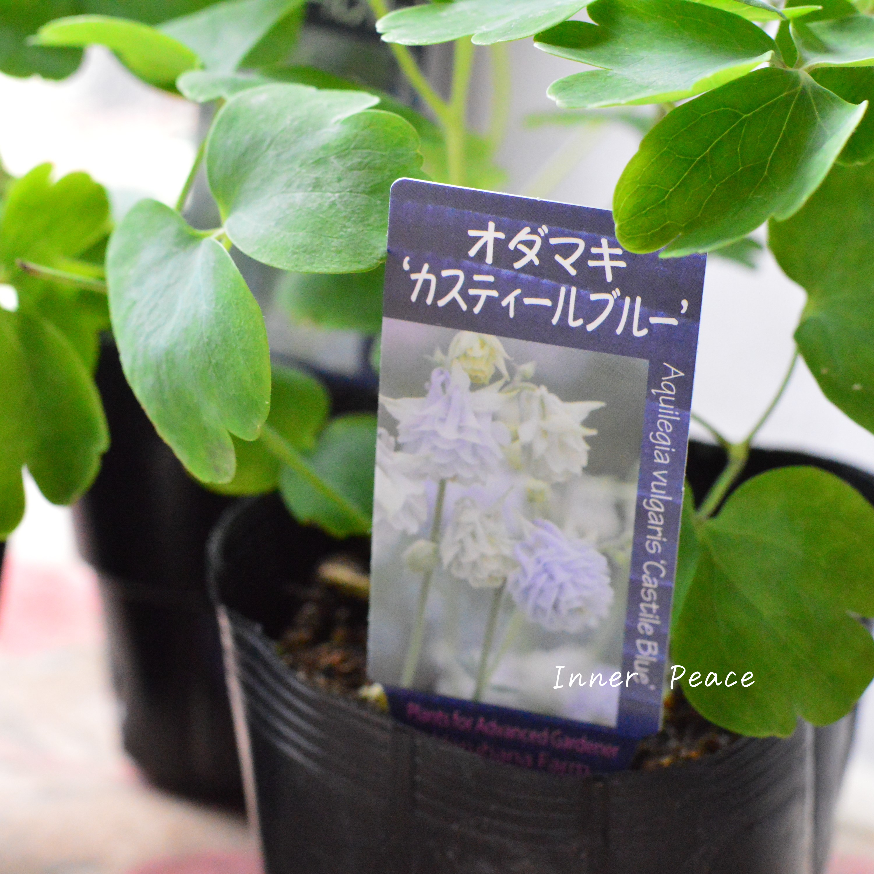 【希少】 八重咲きオダマキ 『カスティールブルー』 3.5寸POT