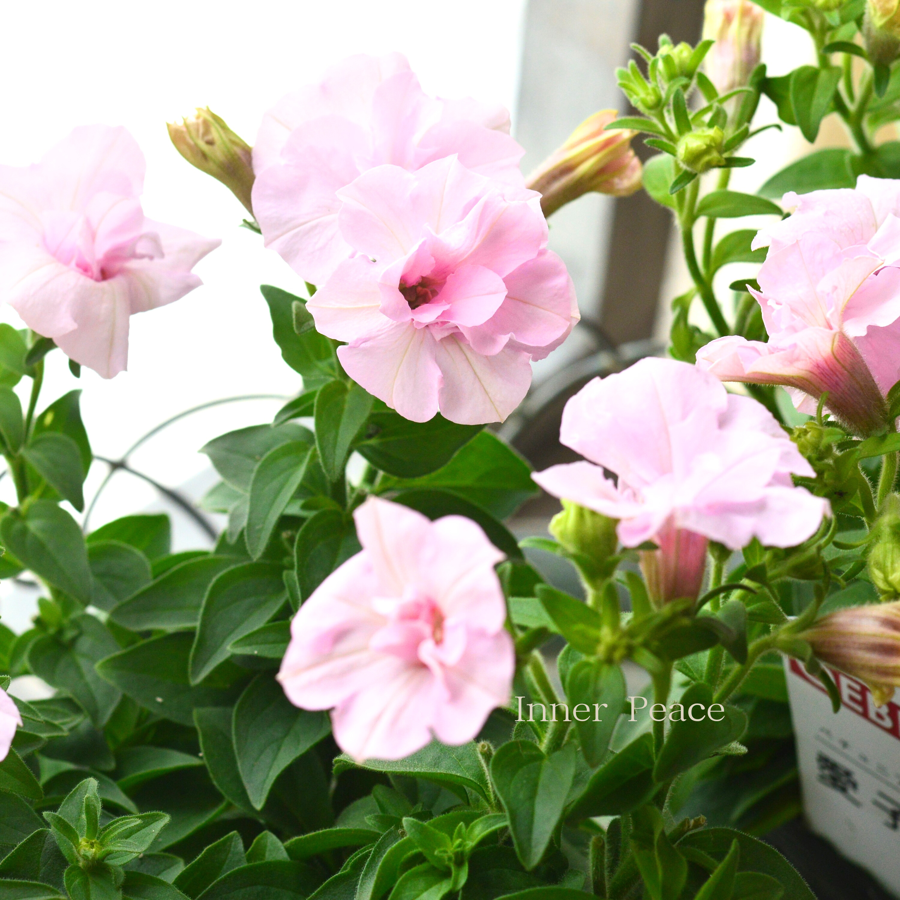 希少!【ゲブラさん試作品】 ペチュニア 『愛子』 3.5寸POT