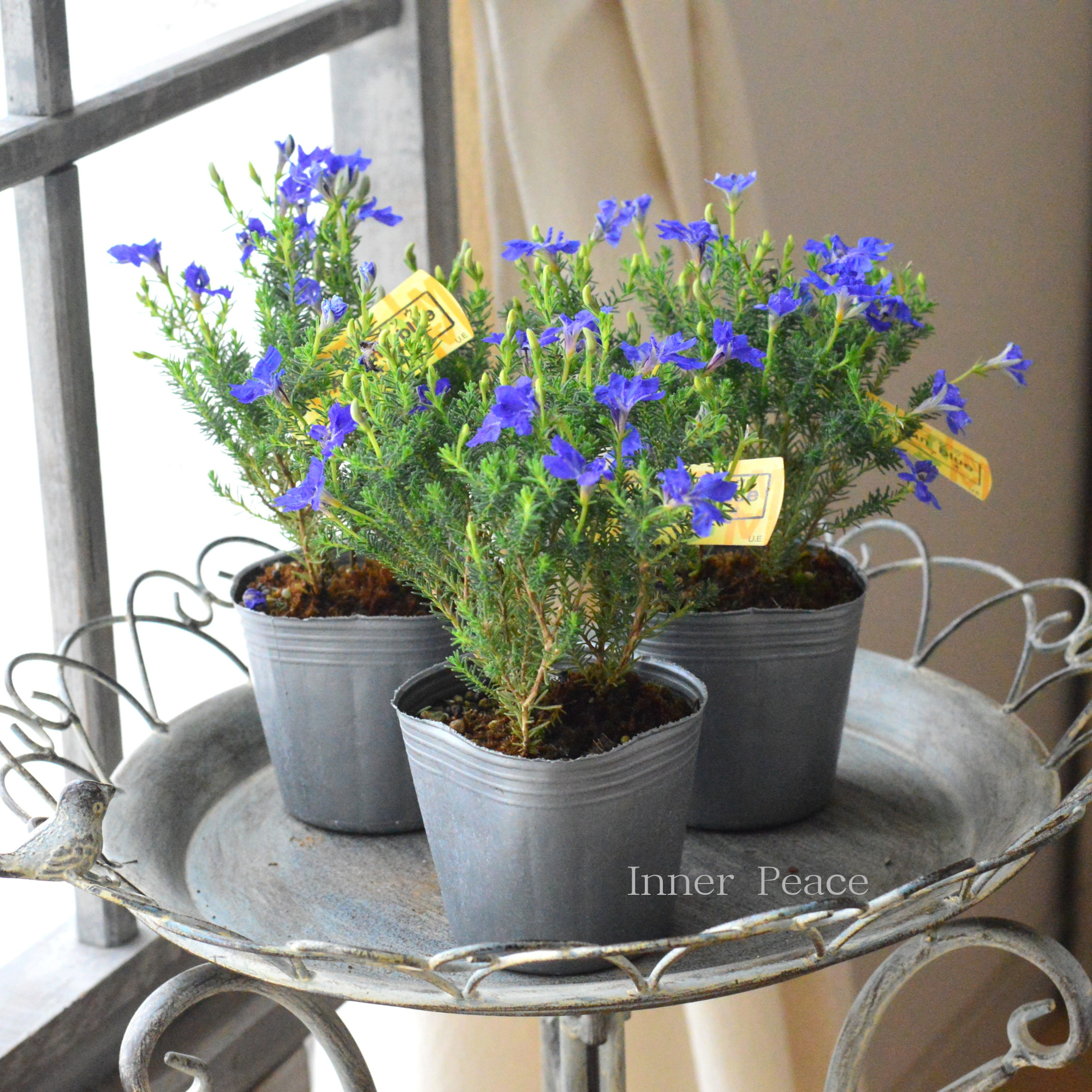 【美しい】 ハツコイソウ 『秋青~アキアオ~』 3寸POT