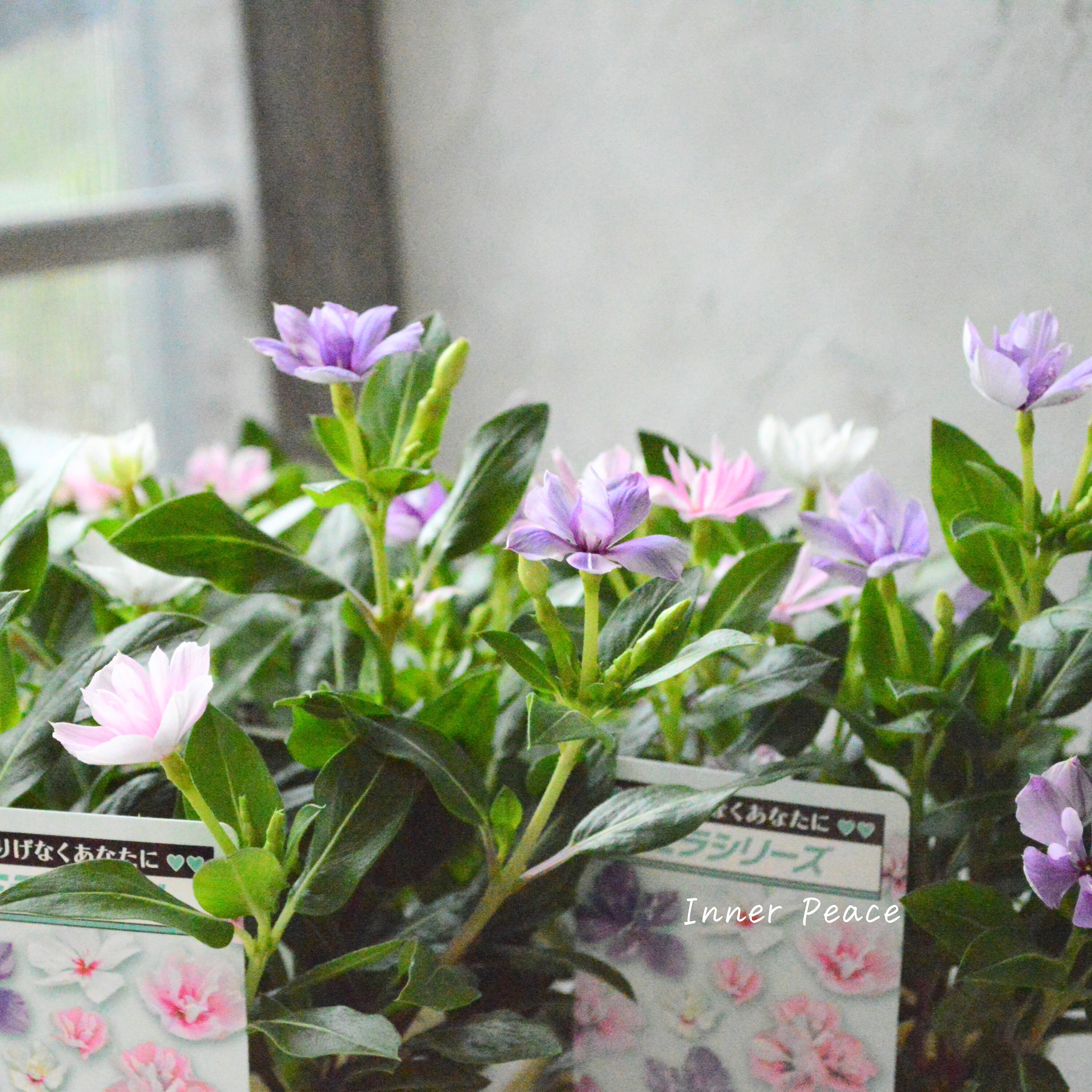 【北島園芸さん】 ニチニチソウ・ミックス植え 『ミラミックス』 3.5寸POT