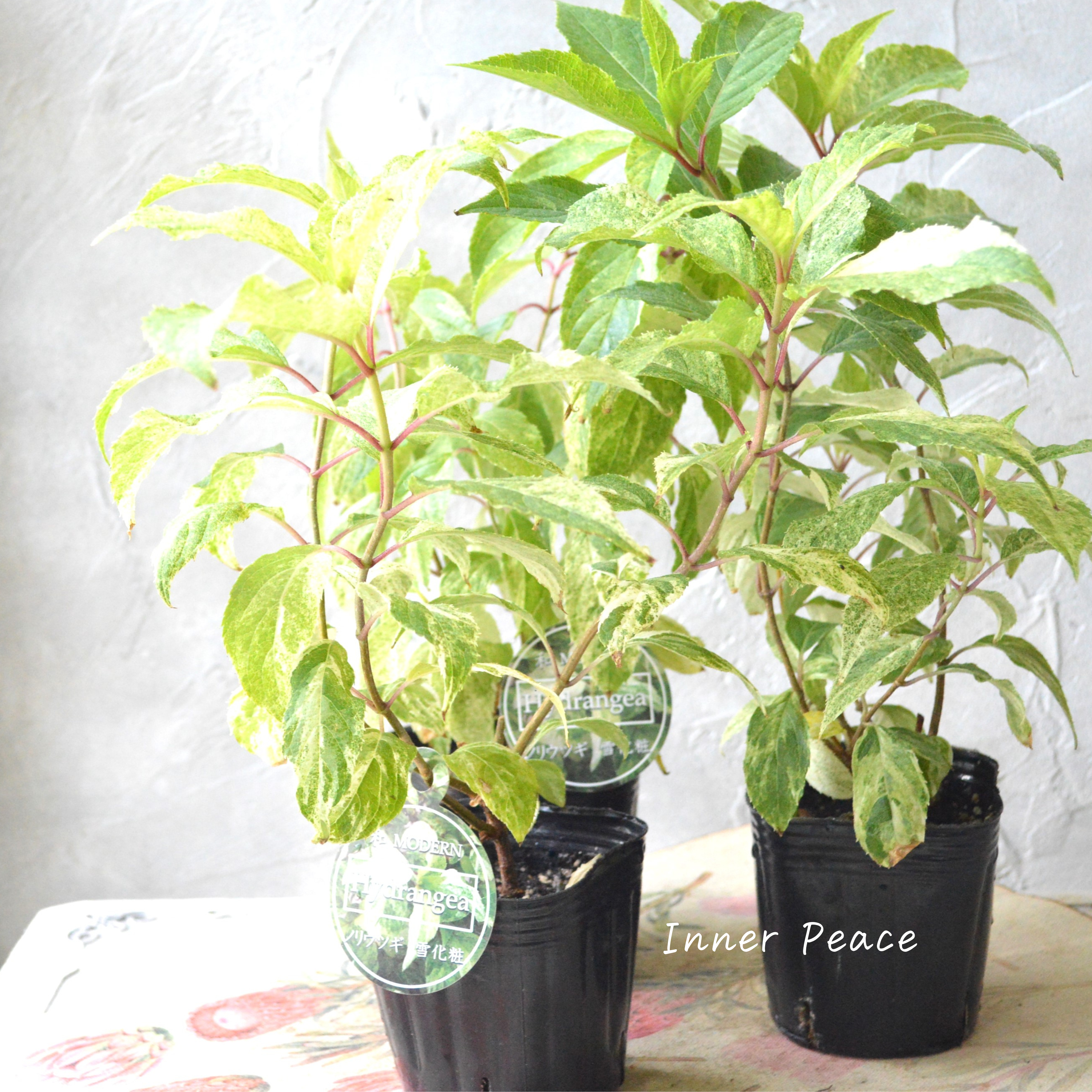 【斑入り】 ノリウツギ 『雪化粧』 3寸POT