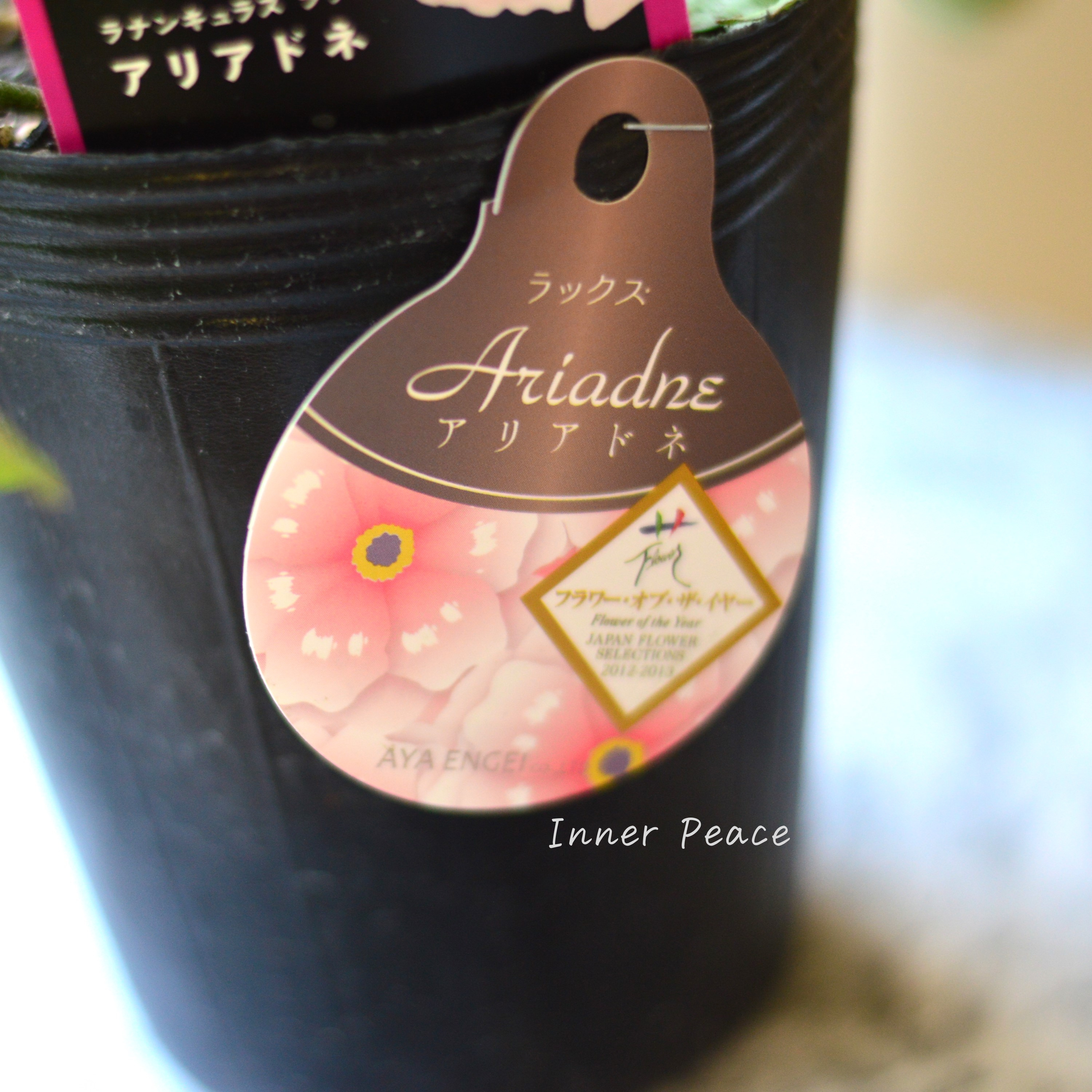 【美しい】ラナンキュラス・ラックス 『アリアドネ』 4寸POT