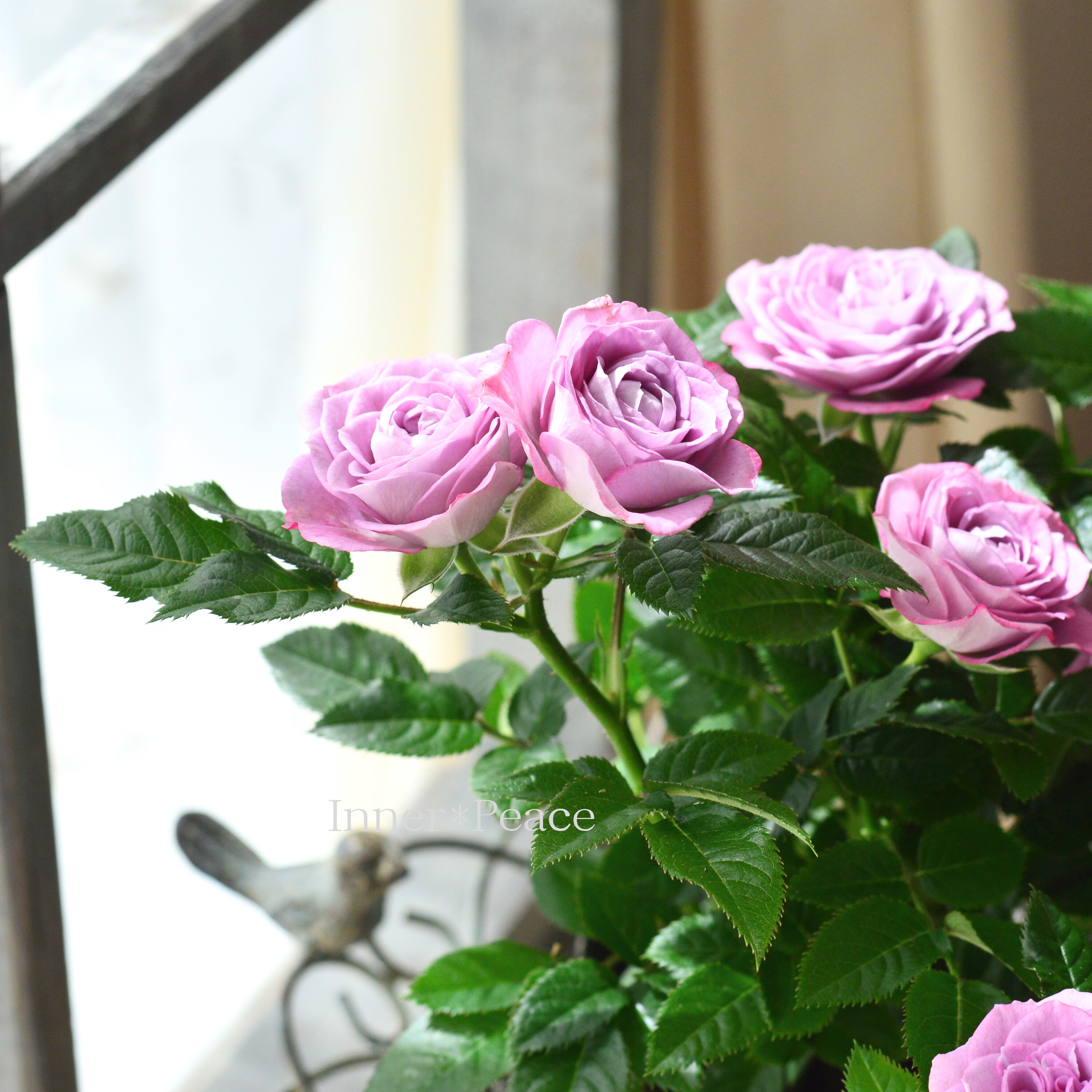 【美しい】ミニ薔薇 『コルダナ・インプルーブドブルー』 3寸POT